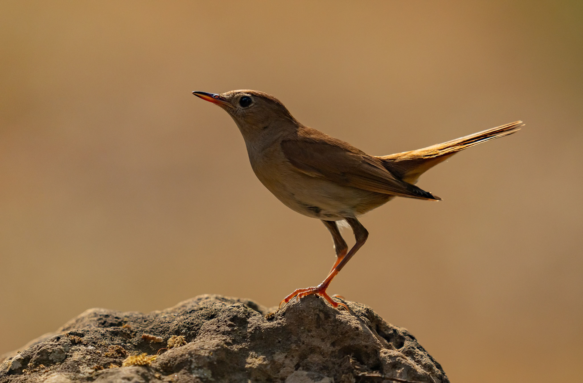 Nightingale, Adamuz, Andalucia. Spain. 30-05-23.