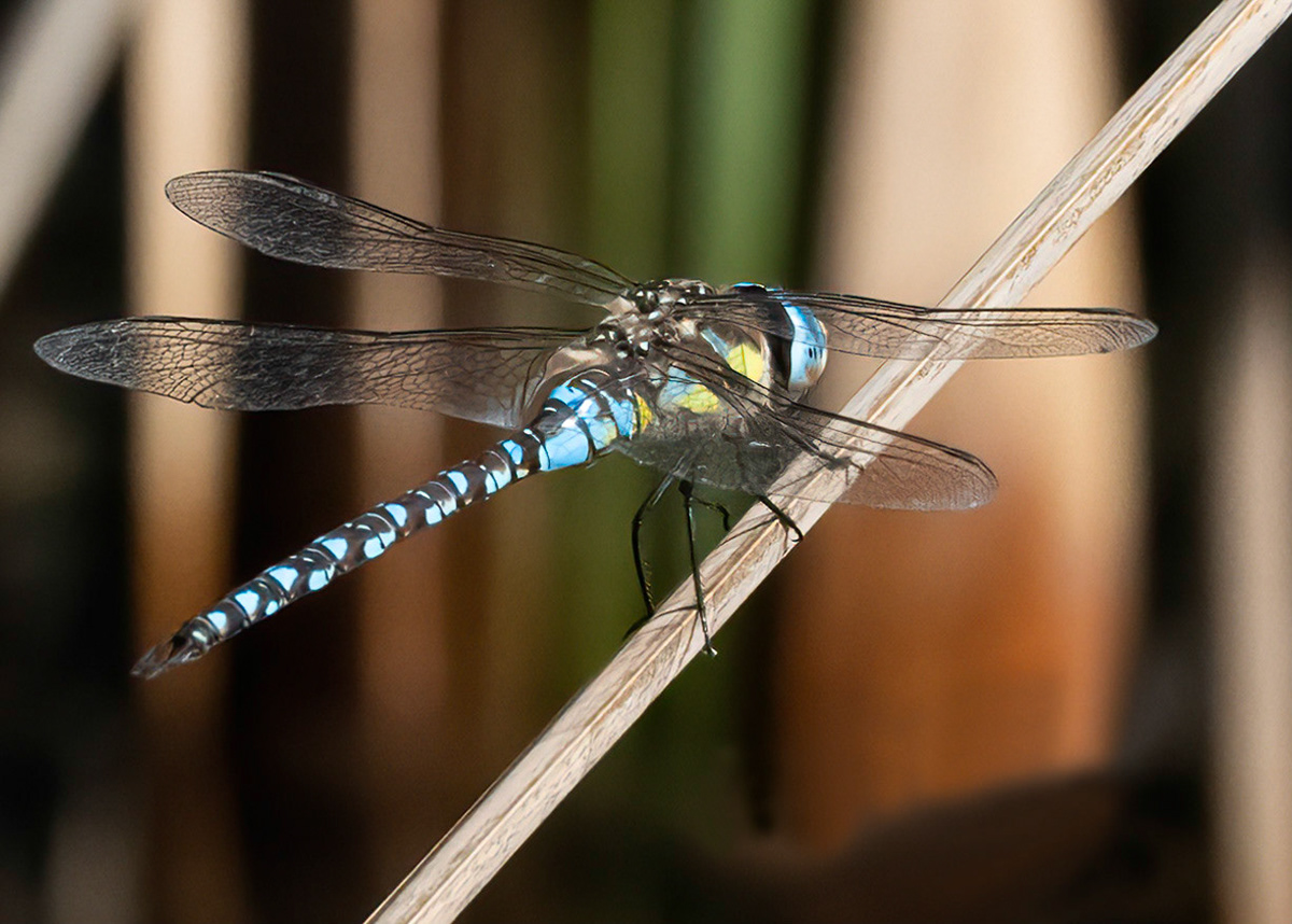 Migrant Hawker, Male, Pego Marshes, Valencia, Spain. 24/10/21.