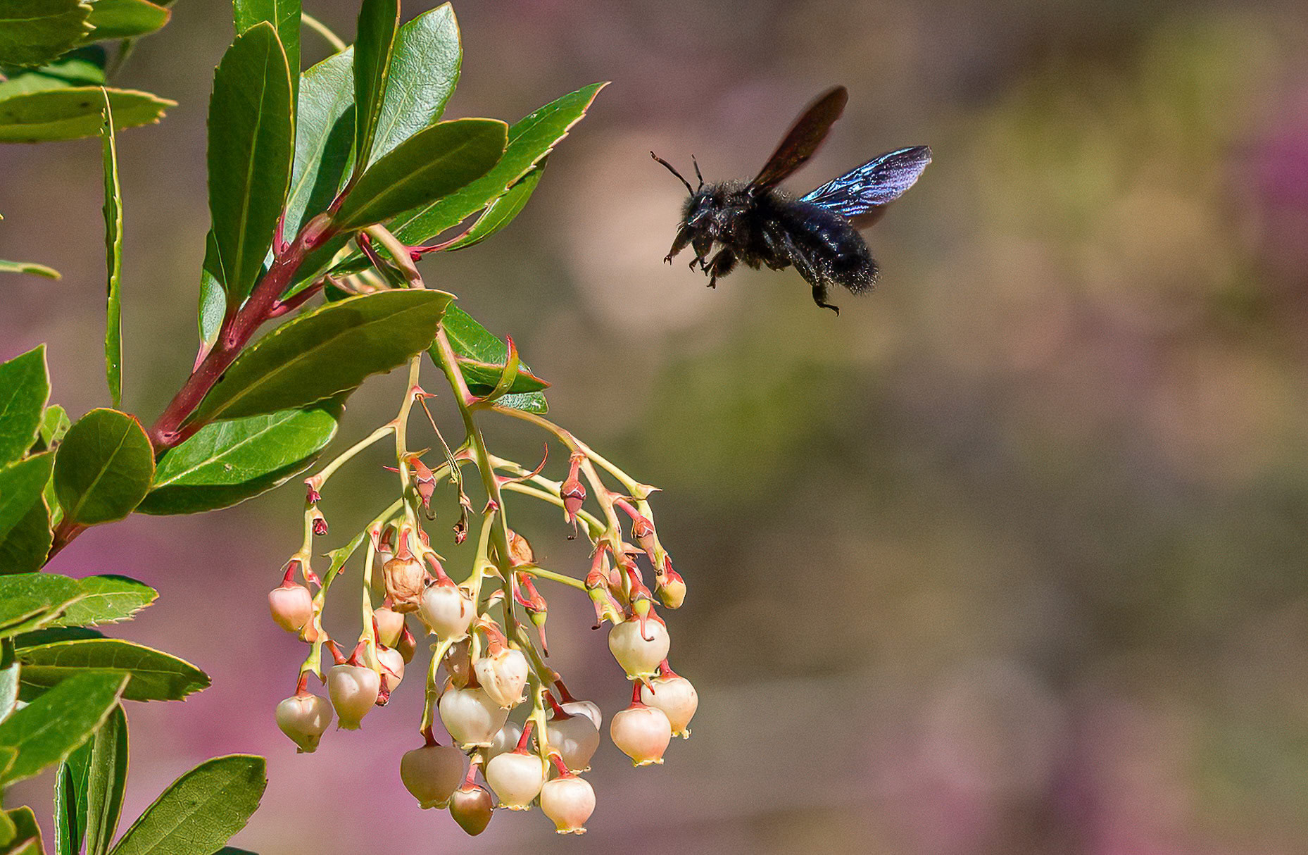 Carpenter Bee on Strawberry Tree, La Biar, Valencia, Spain. 26-01-23.