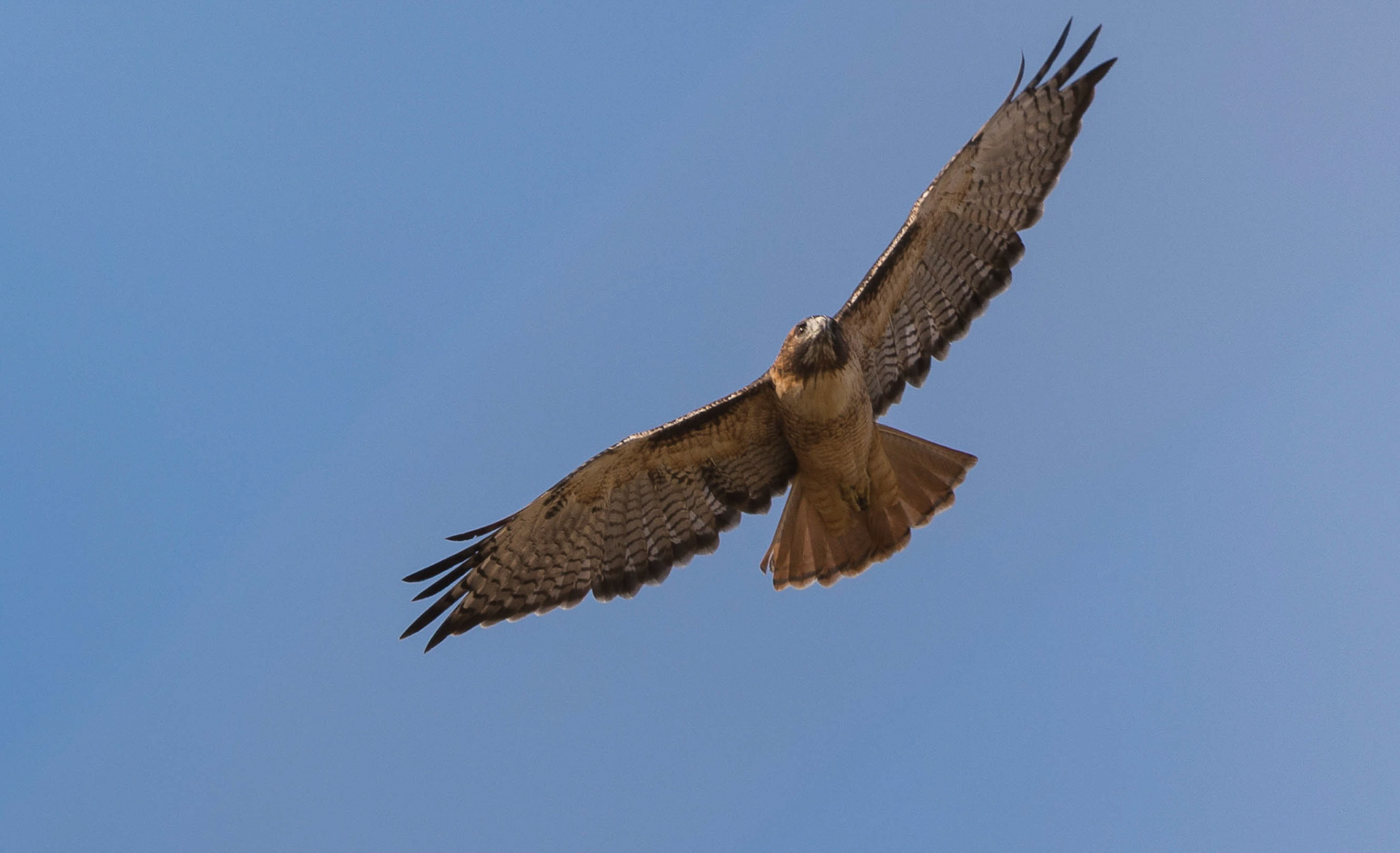 Red-Tailed Hawk. Grand Teton NP. Wyoming 12/09/18