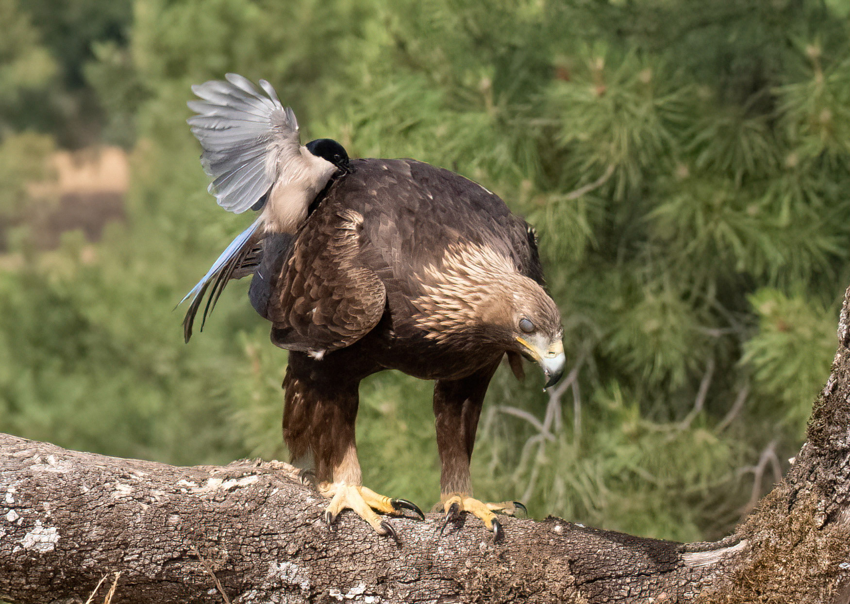 Golden Eagle pecked by Azure-winged Magpie-nictitating membrane deployed to prevent Eagle's eyes being injured. Adamuz, Andalucia, Spain. 30/05/22.