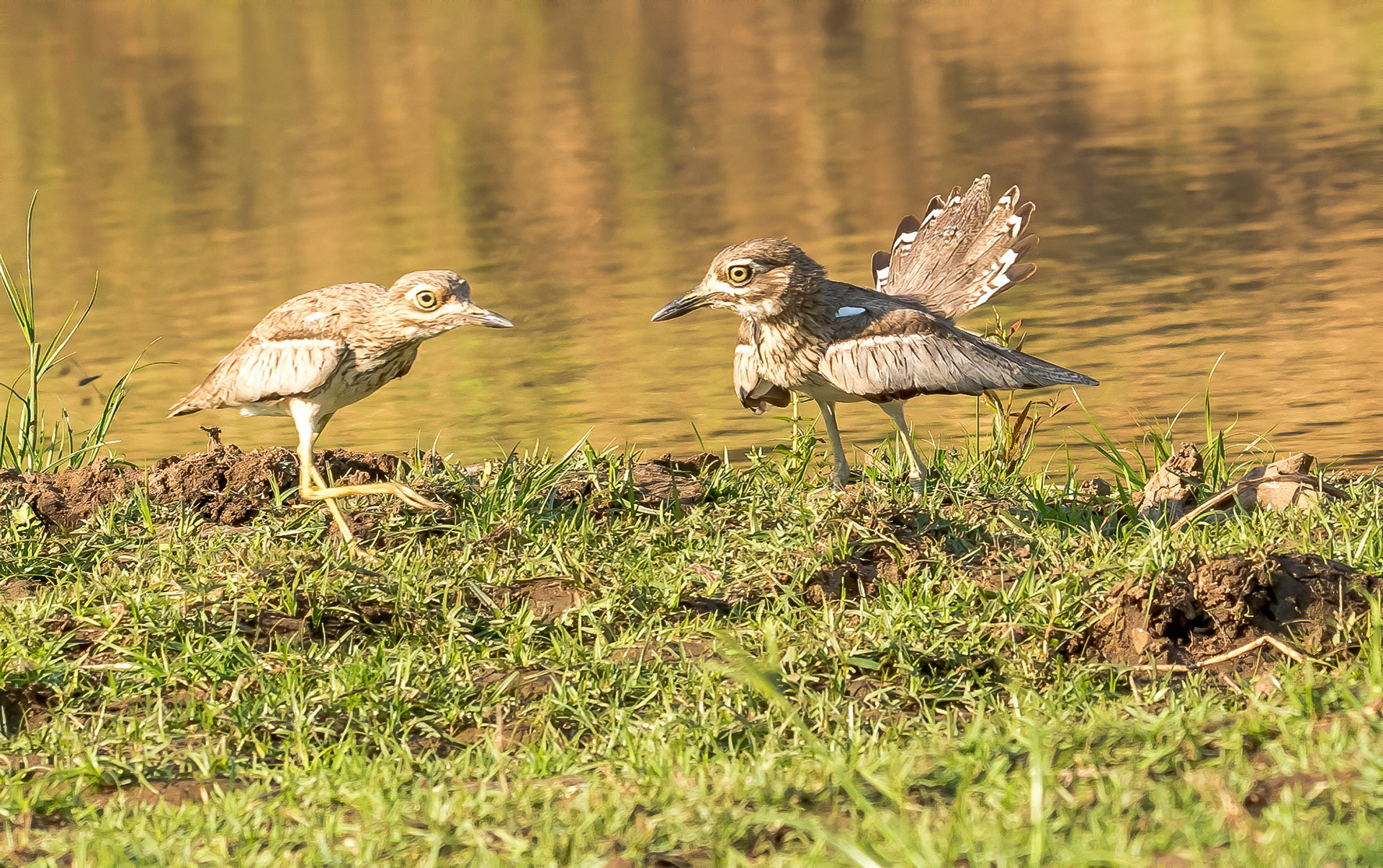 Water Thick Knees, Chongwe Zambia 06/09/17
