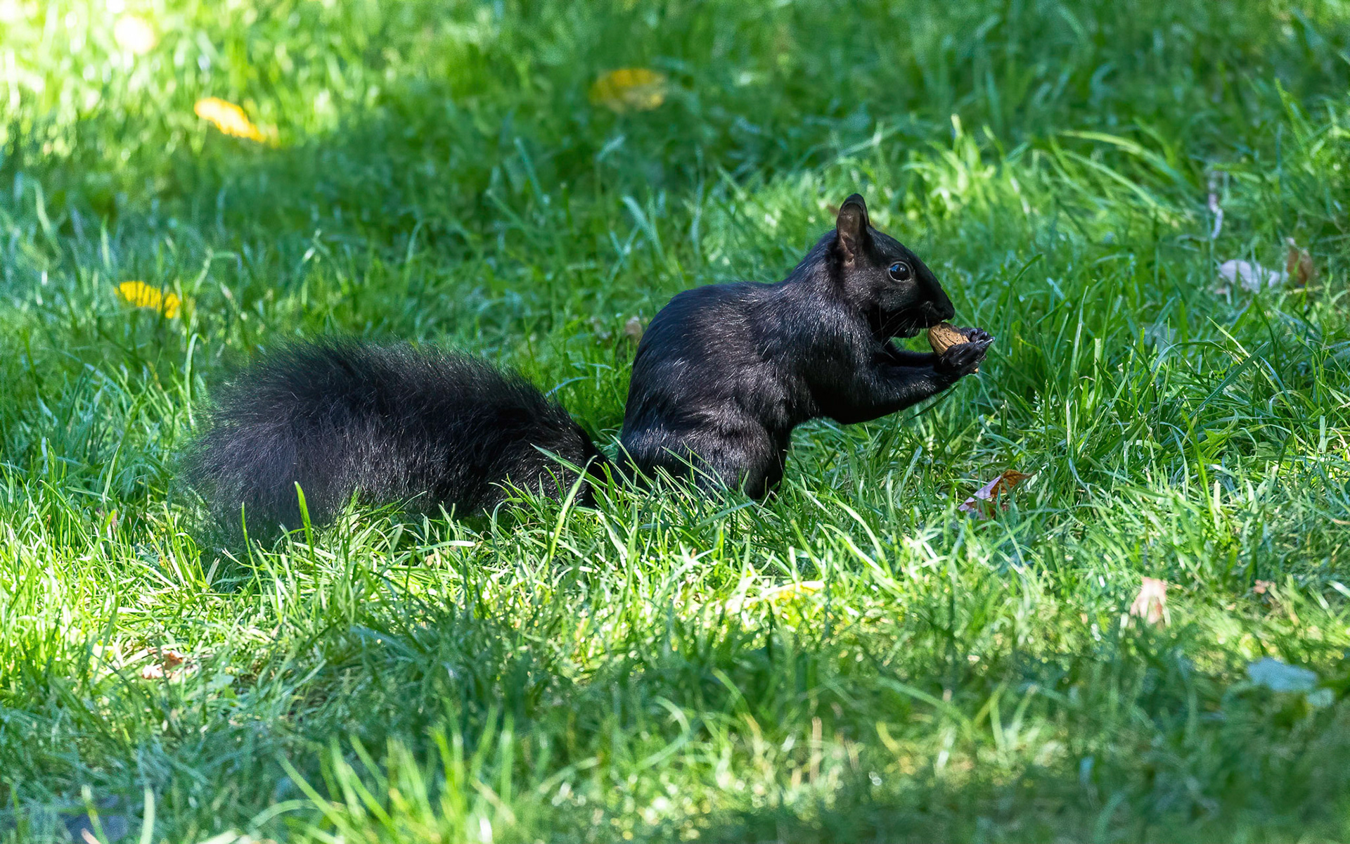 Black Squirrel. Mississauga. B.C. 29/09/18