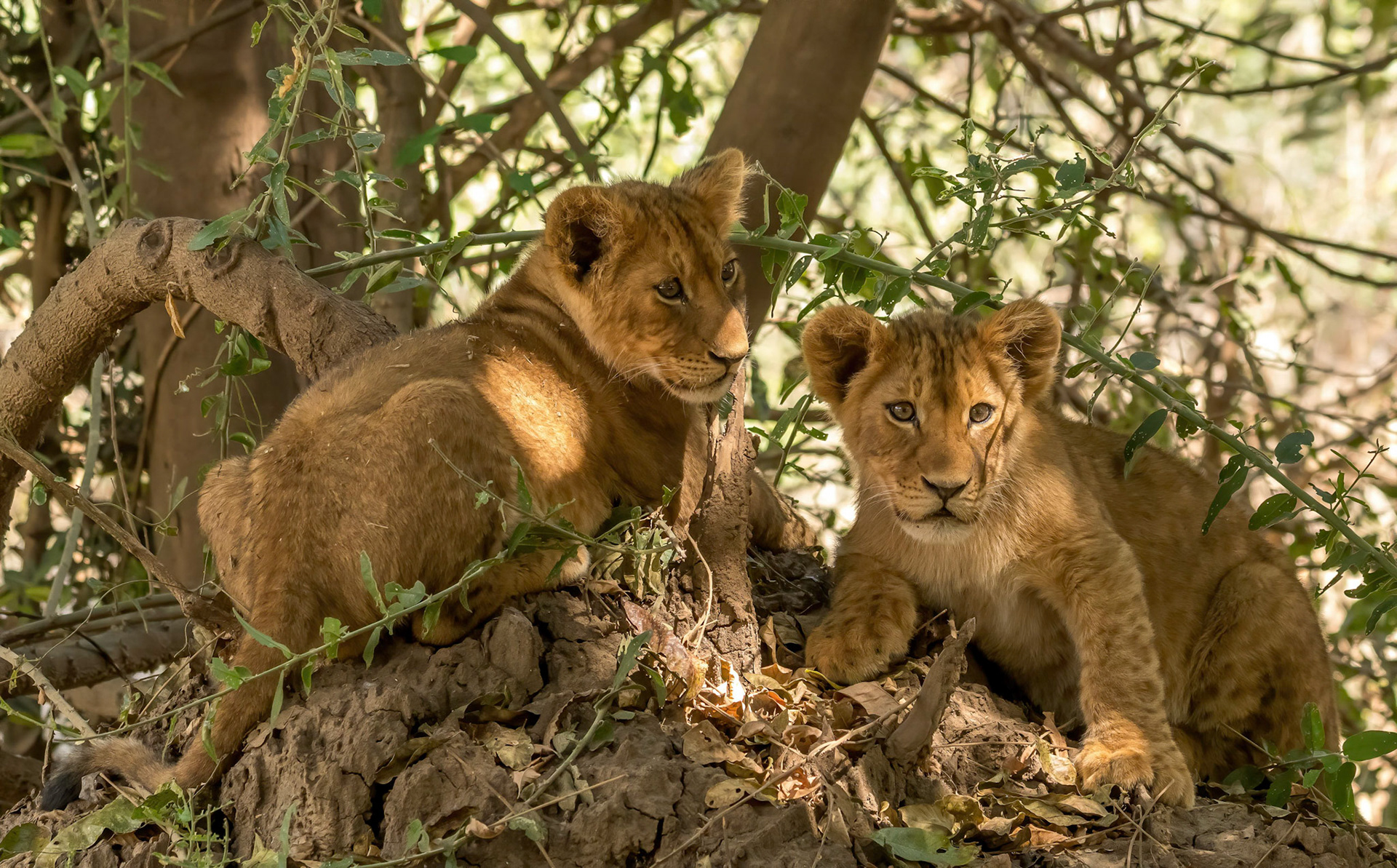 Lion Cubs, Chongwe Zambia 05/09/17