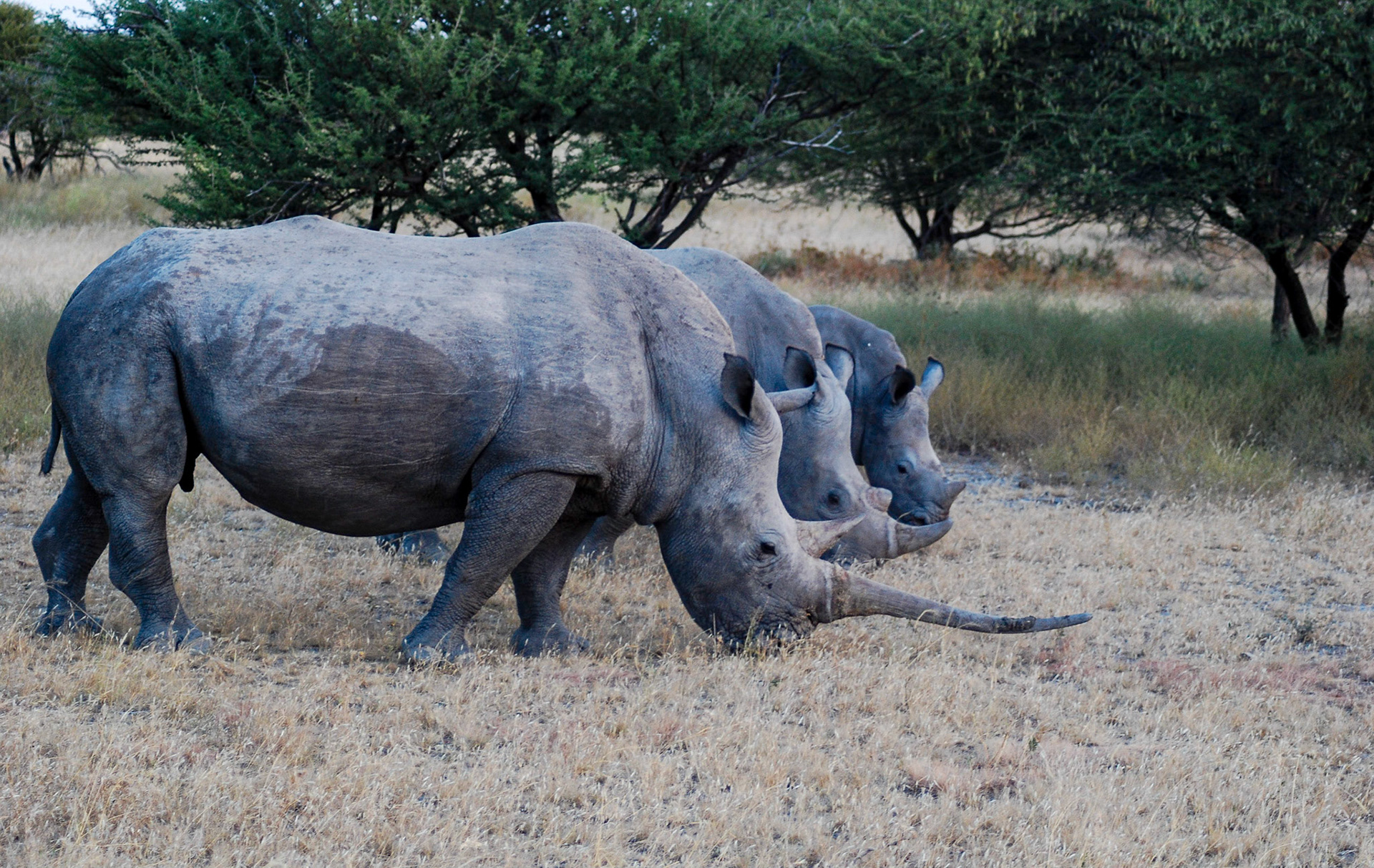 White Rhino family, Etosha Namibia 21/04/09