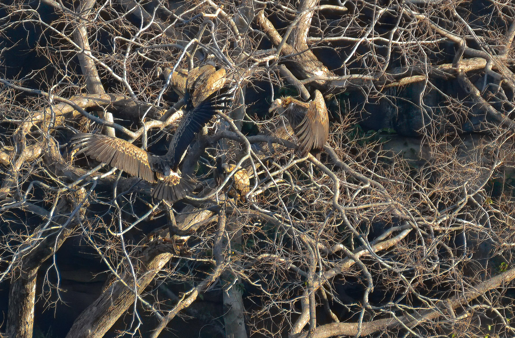 Indian Vultures, Panna NP, Madhya Pradesh India 16/03/14.