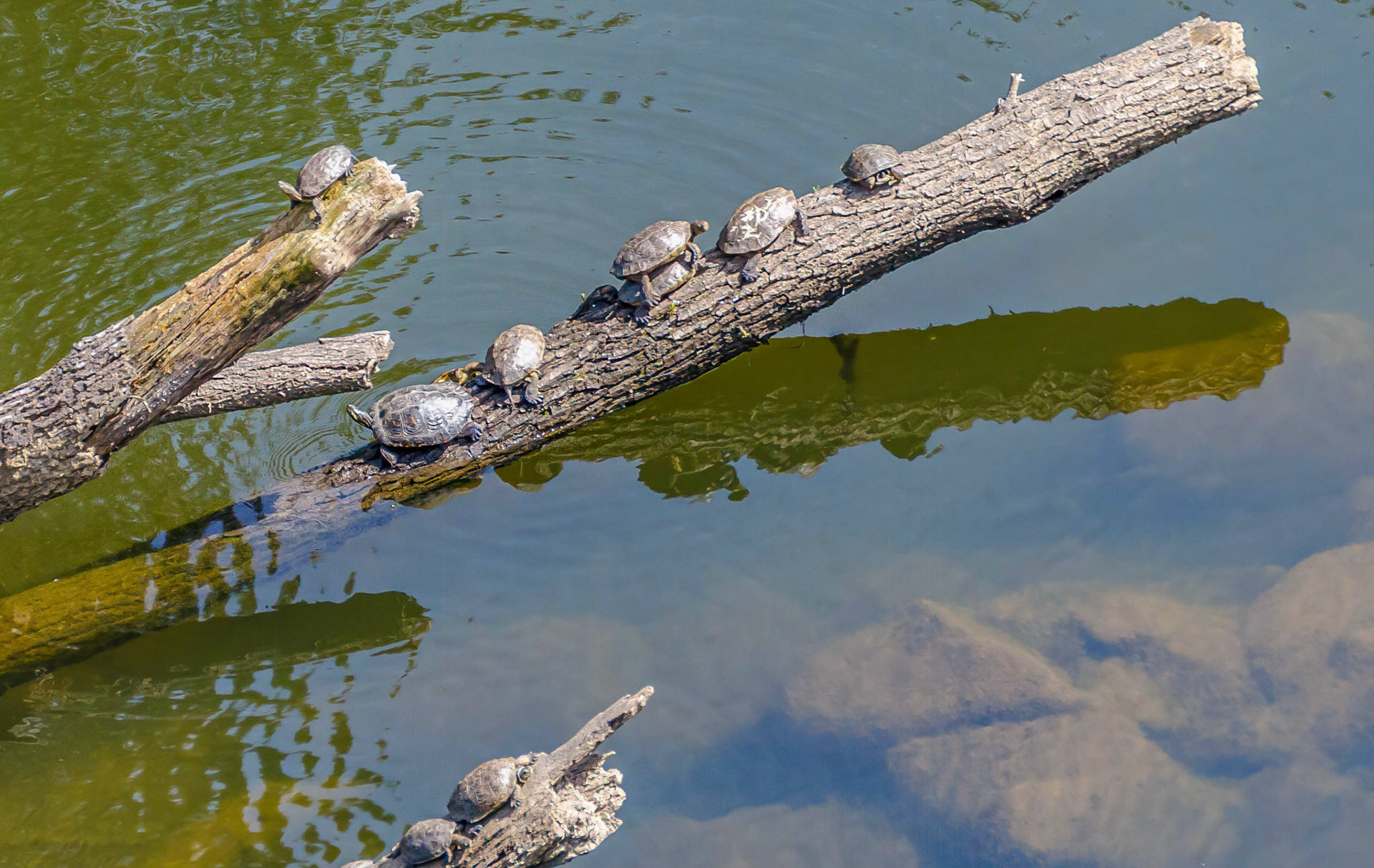 Spanish Pond Turtles, Andjucar, Spain 17/04/15