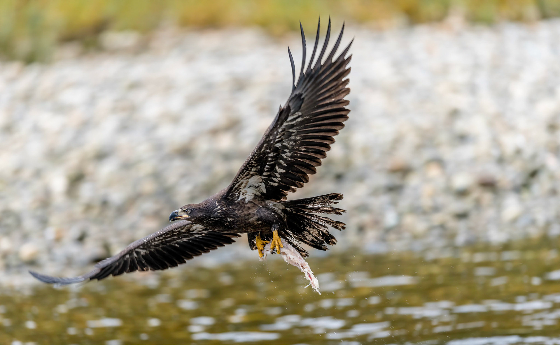 Imm Bald Eagle with fish scraps. Nekite river B. C. 23/09/18