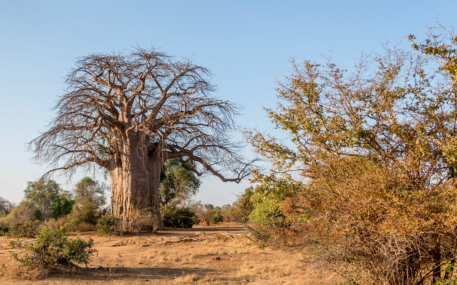 Baobob Tree, Chongwe Zambia 06/09/17