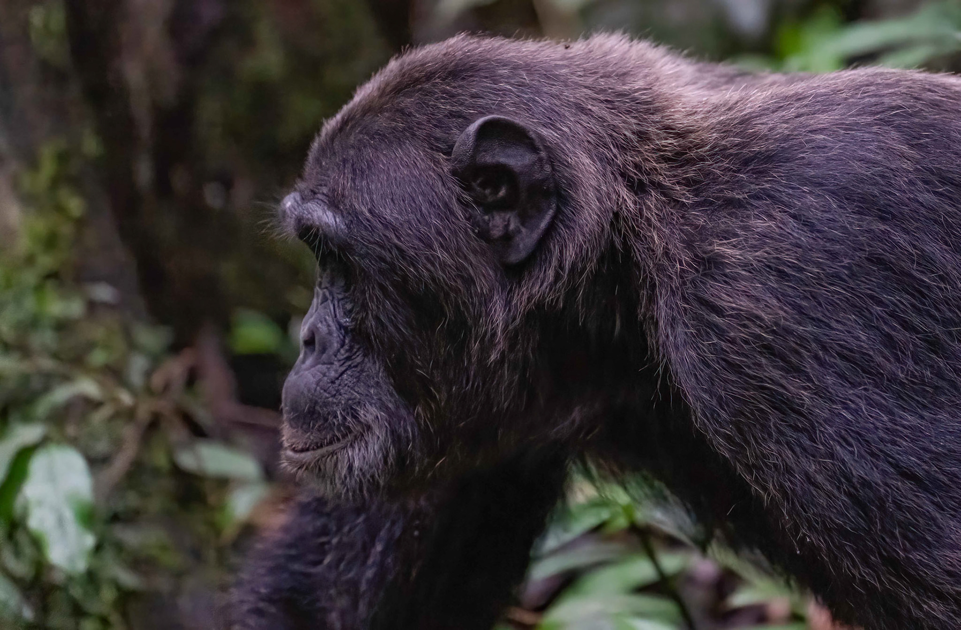 Dominant Male Chimpanzee, Kibale Forest Park, Uganda. 03-08-23.