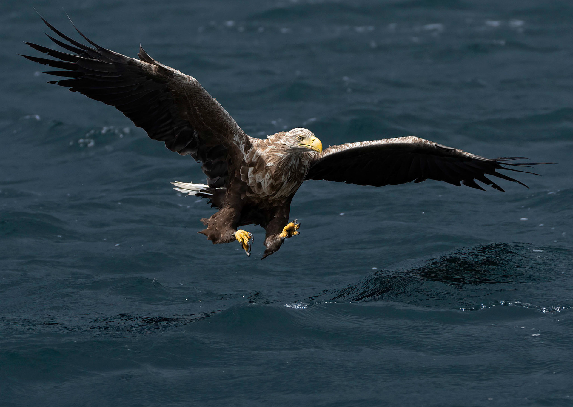 White-tailed Eagle, Loch Na Keal, Mull, Scotland. 06/08/21.