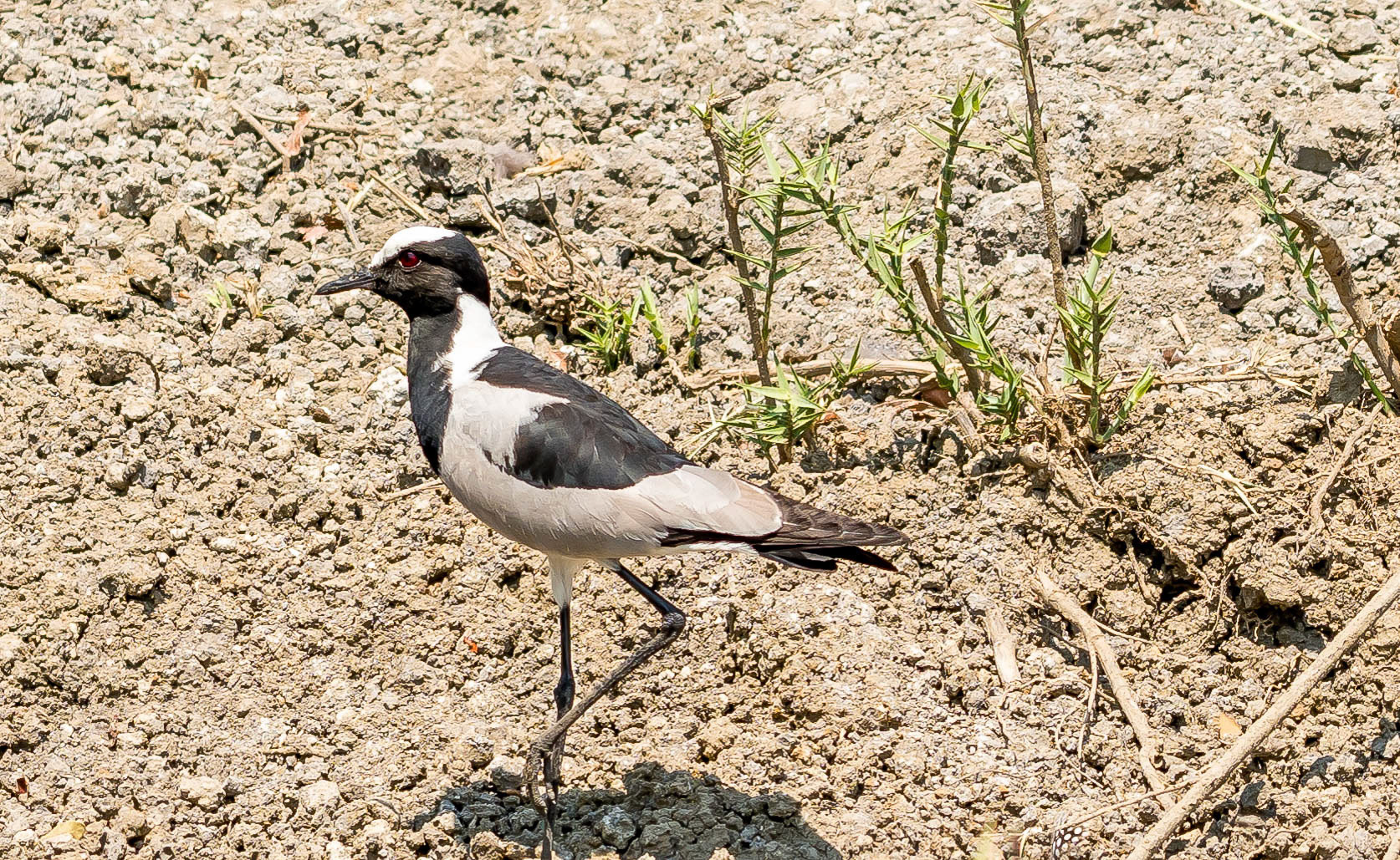 Blacksmith's Lapwing, Mukambi Zambia 02/09/17