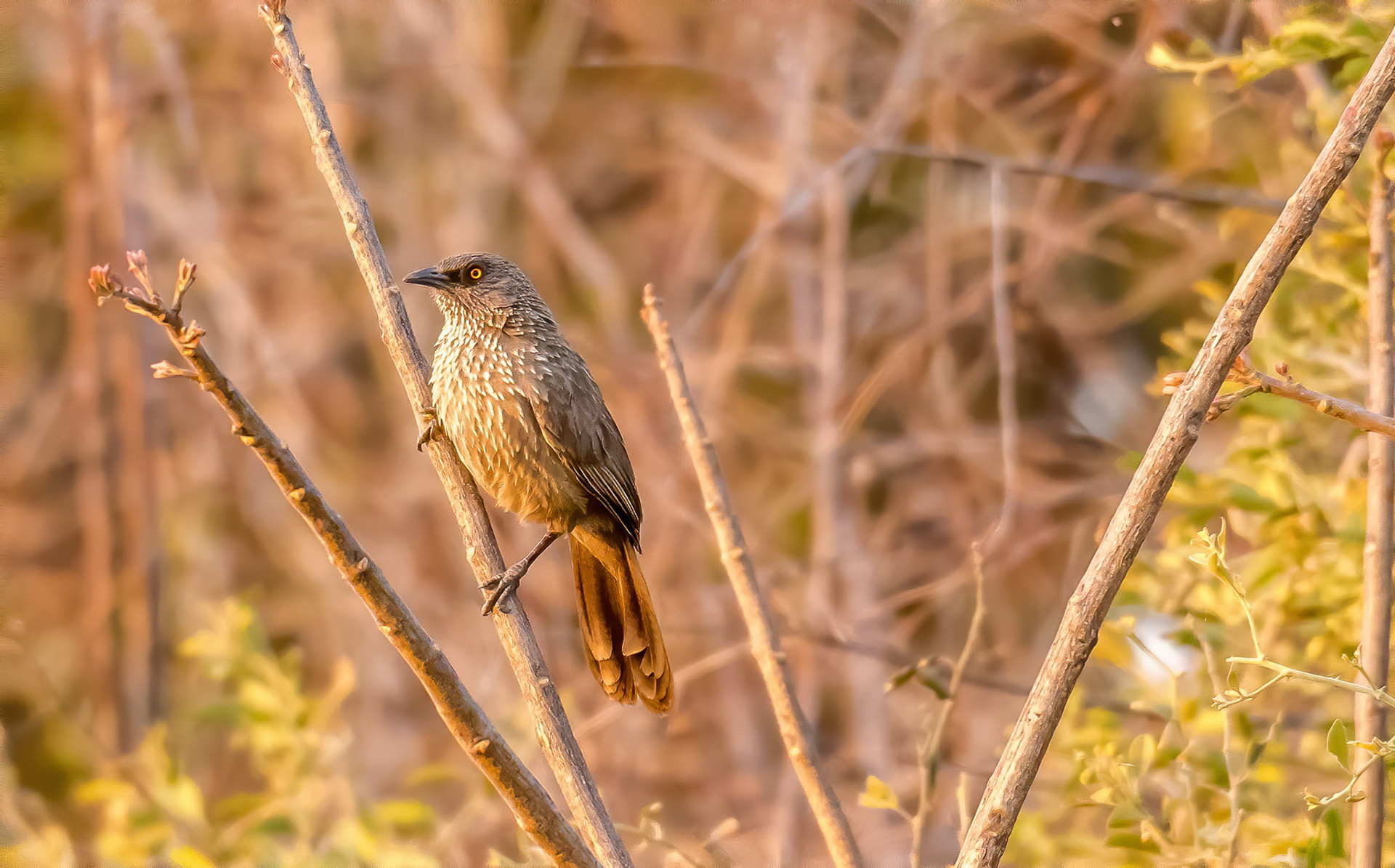 Arrow-marked Babbler, Mukambi Zambia 02/09/17