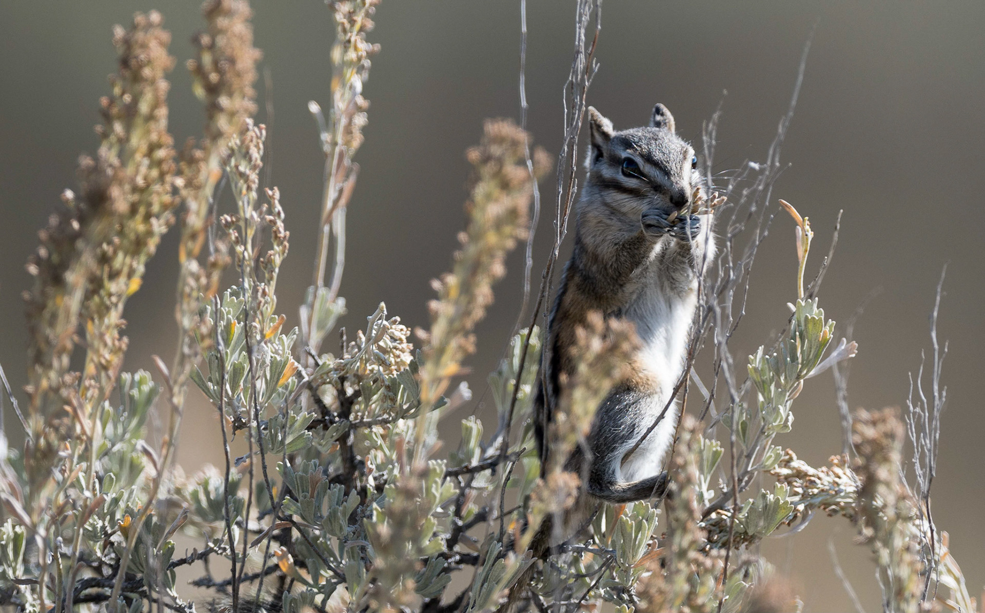 Chipmunk. Grand Teton NP. Wyoming 11/09/18