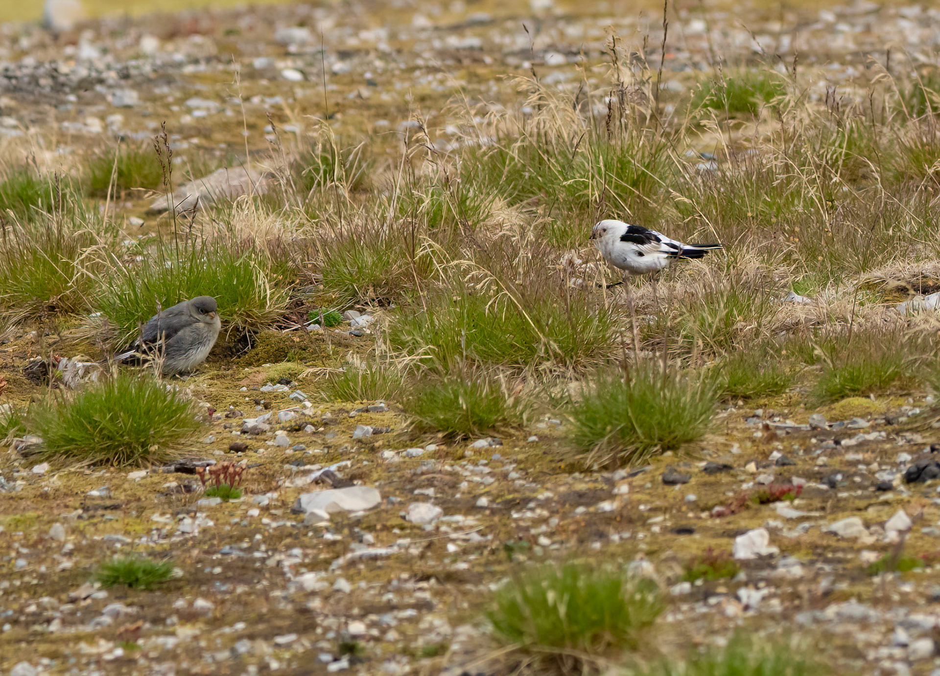 Snow Bunting and Chick, Ny Alesund, Svalbard. 02-08-2022.