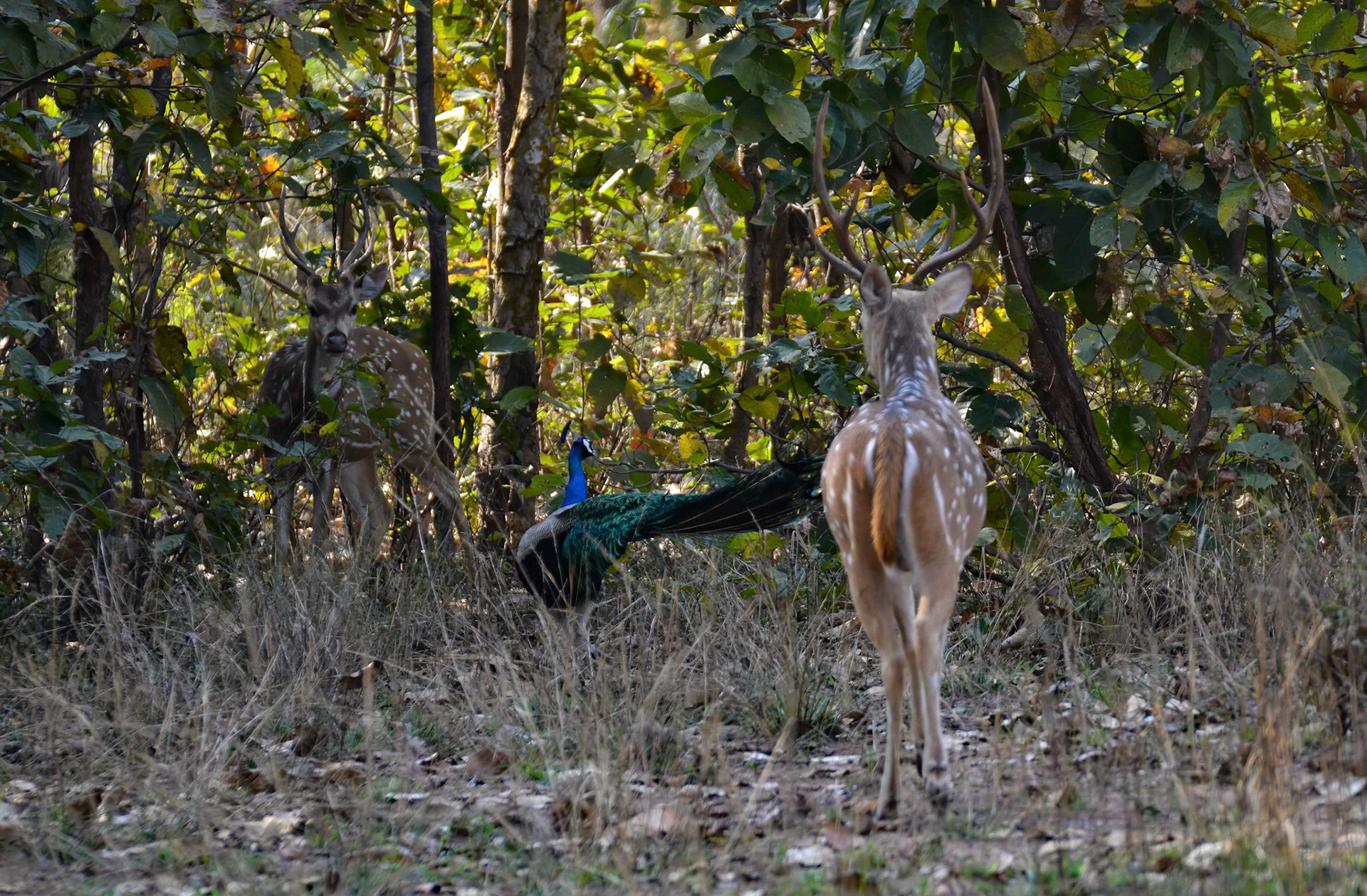 Chittal + Pea Fowl, Bandhavgarh Madhya Pradesh India 18/03/14.