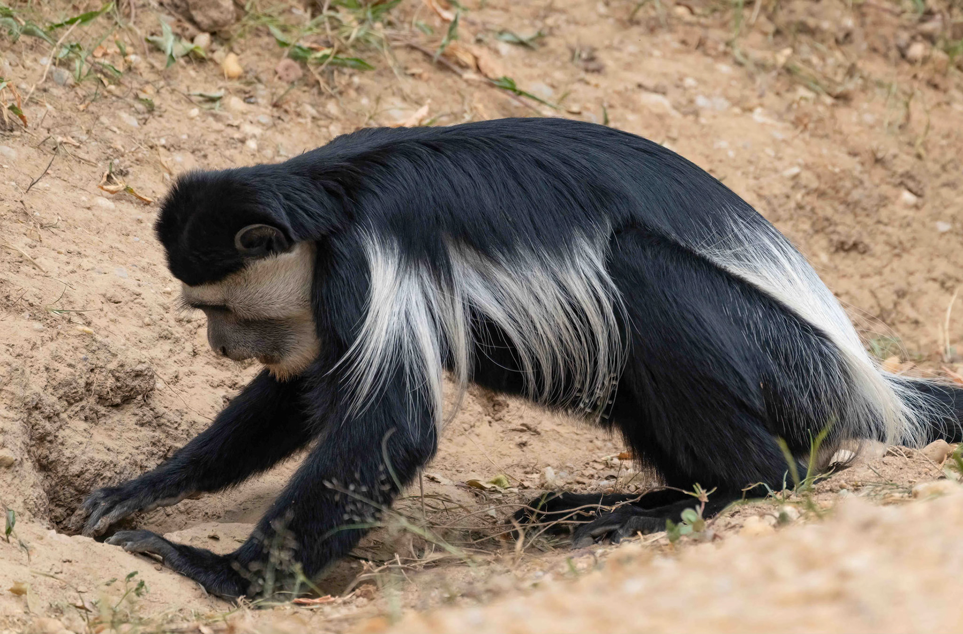 Black and White Colobus at mineral lick, Queen Elizabeth NP. Uganda. 04-08-23.
