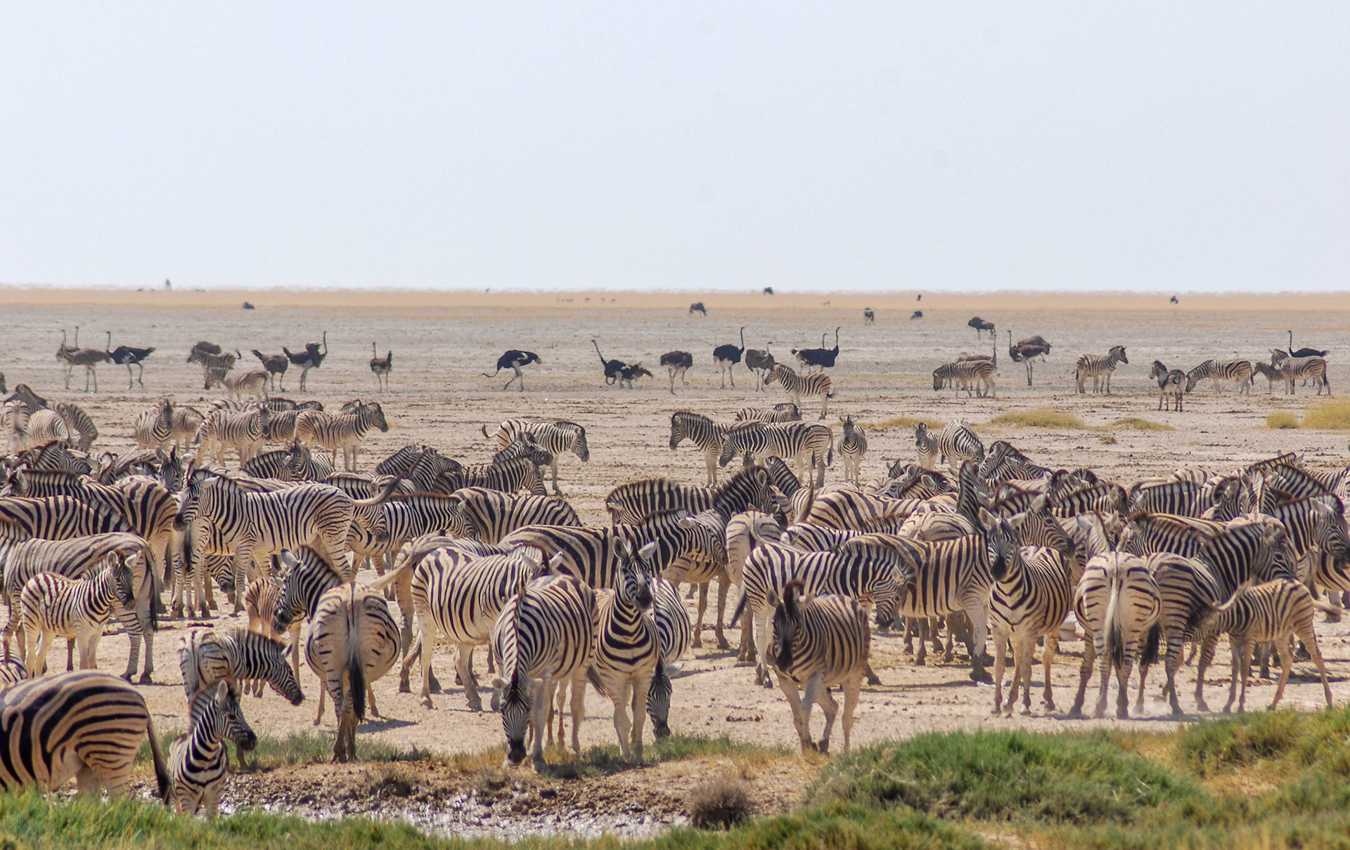 Plains Zebra + Ostrich, Salt Pans, Etosha Namibia 21/04/09