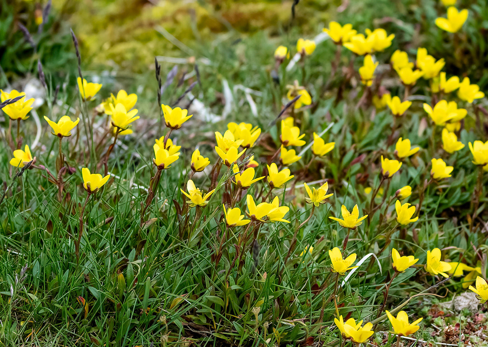 Yellow Marsh Saxifrage, Gnalodden, Svalbard. 07-08-2022.