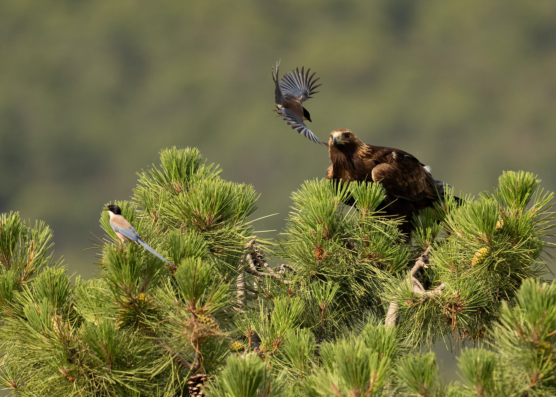Golden Eagle mobbed by Azure-winged Magpies, Adamuz, Andalucia, Spain. 30/05/22.