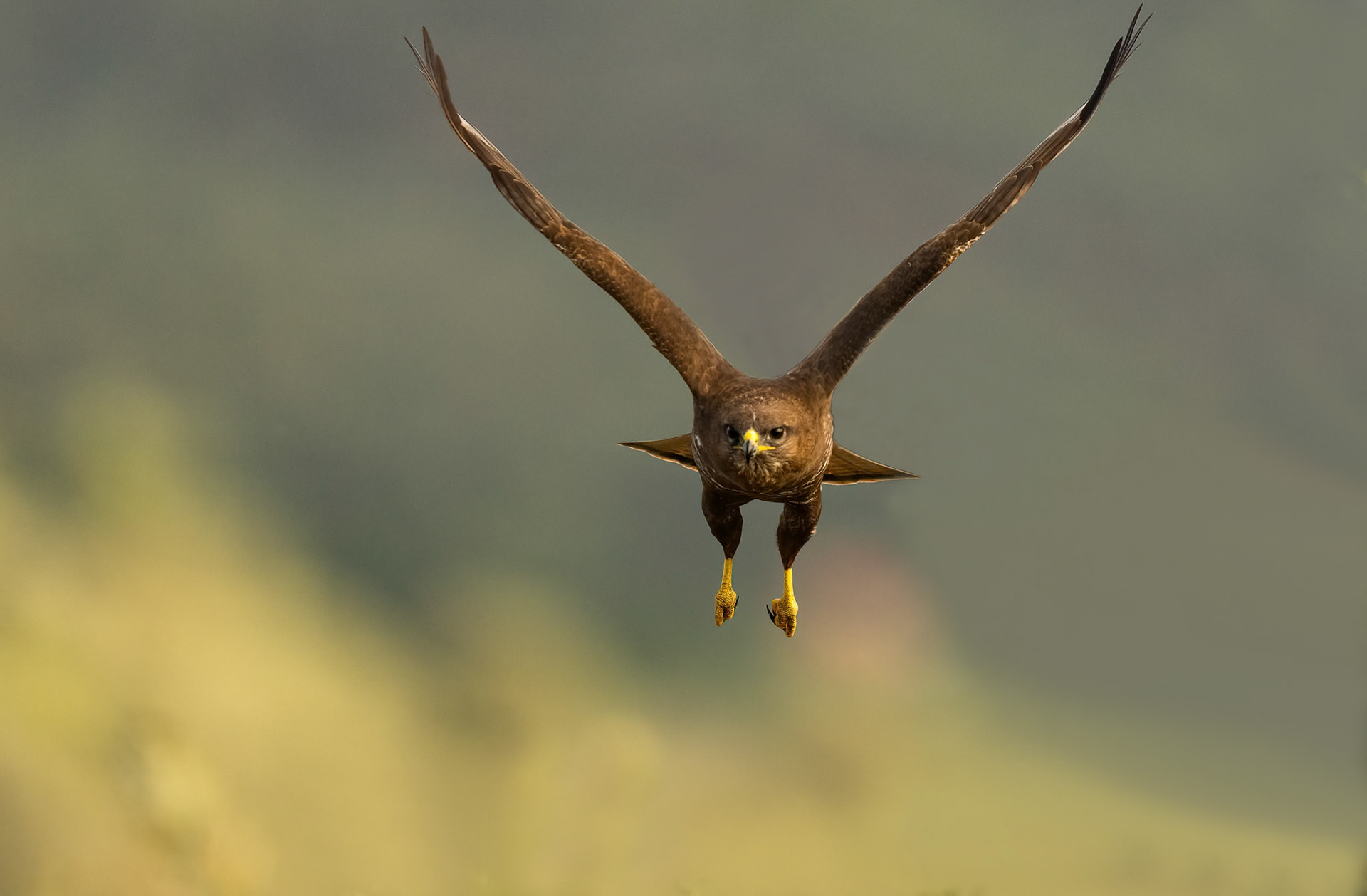 Male Buzzard, Adamuz Andalucia, Spain. 31-05-23.