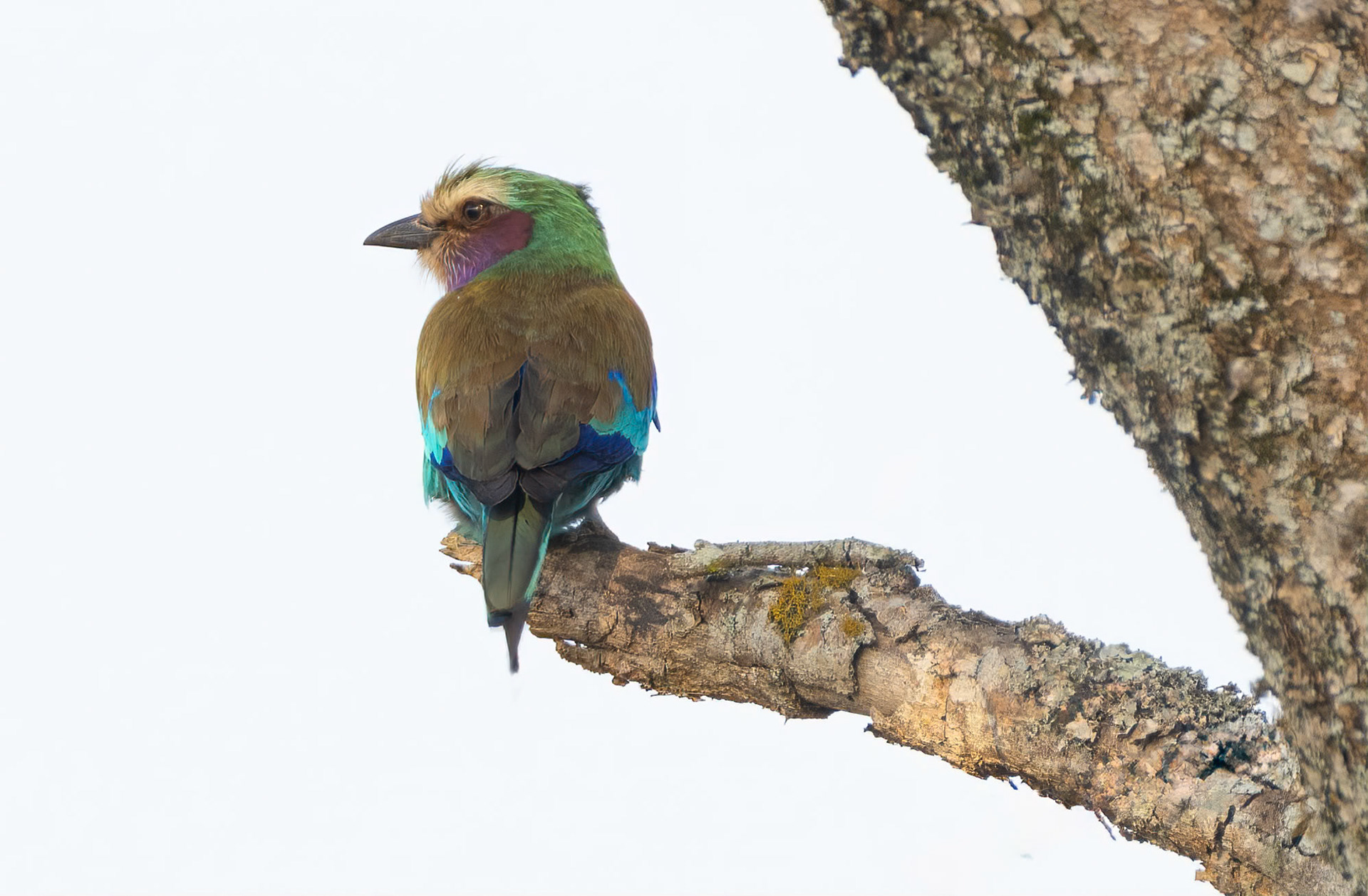 Lilac-breasted Roller, Lake Mburo, Uganda. 06-08-23.