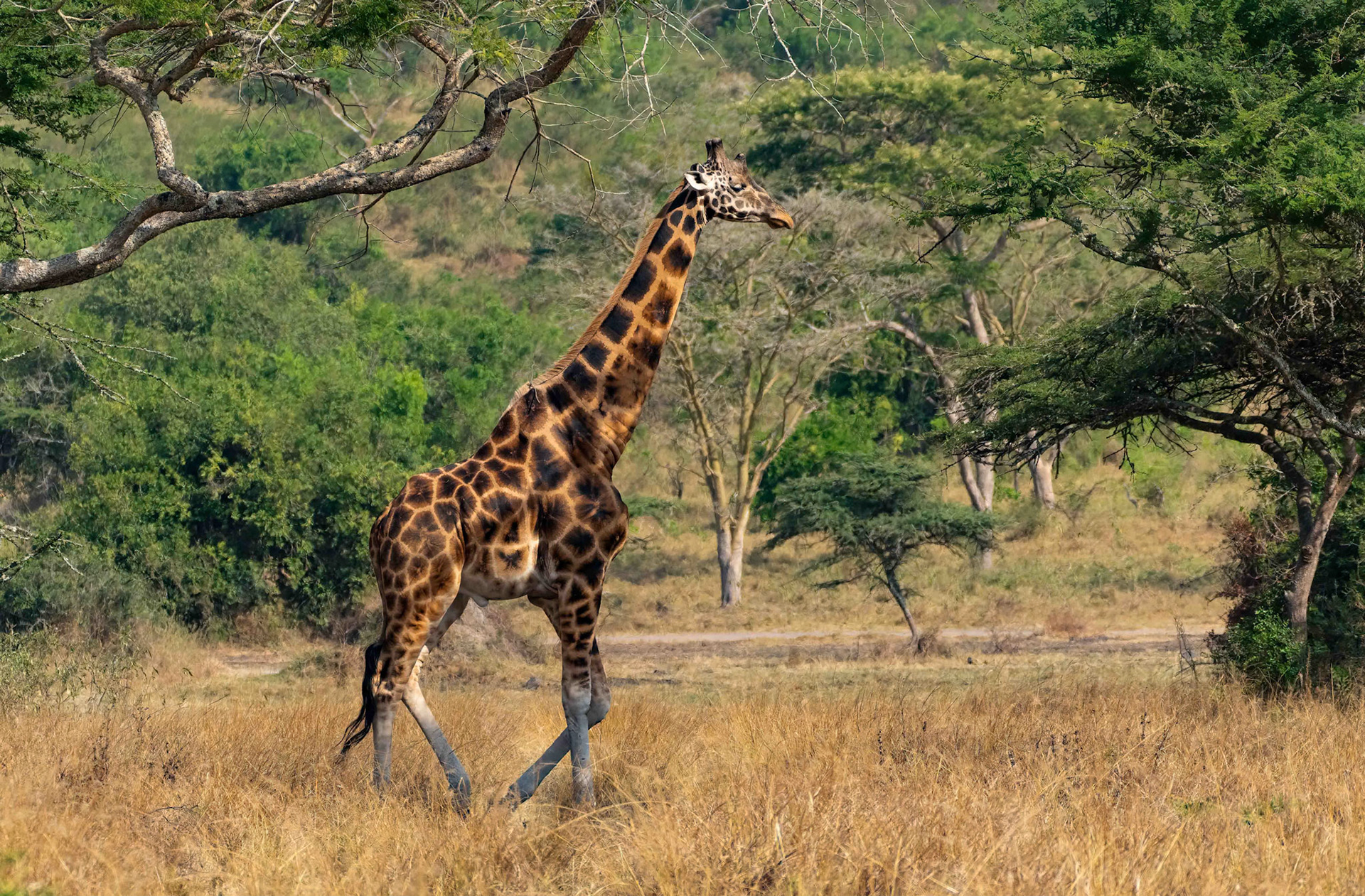 Rothschild's Giraffe, Lake Mburo, Uganda. 06-08-23.