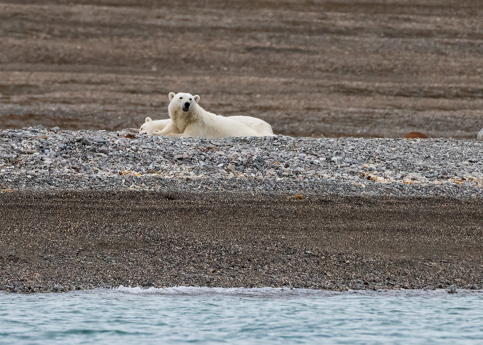 Female Polar Bear with cub, Lomfjorden shore, Svalbard. 04-08-2022.