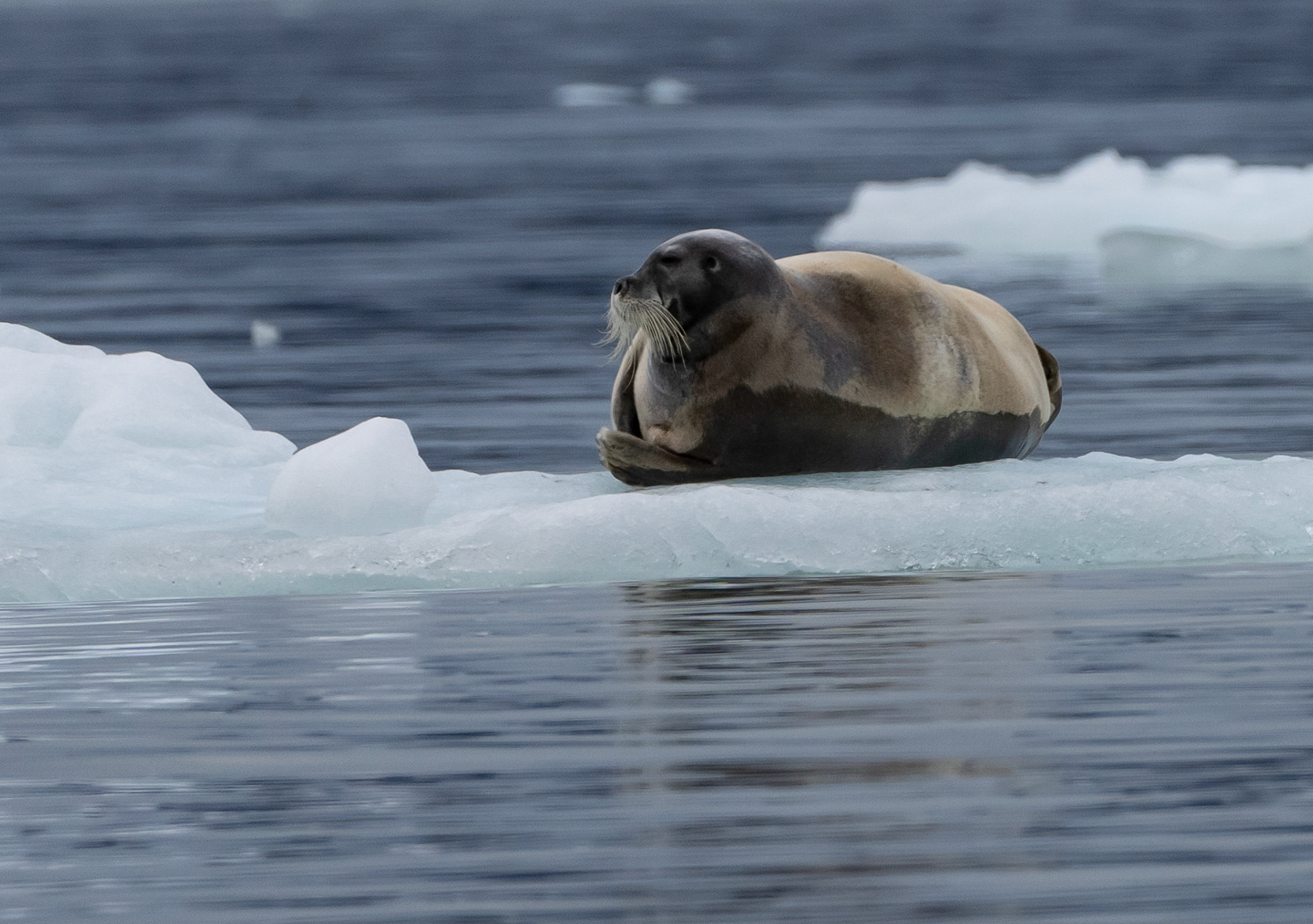 Bearded Seal, Kongsfjorden, Svalbard. 02-08-2022.