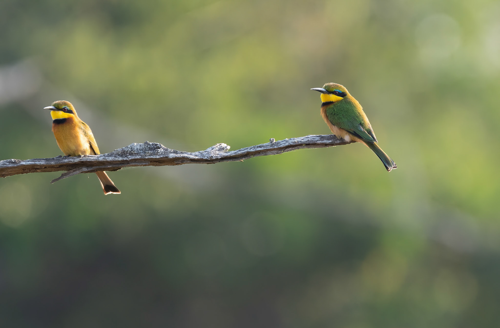 Little Bee Eaters, Lake Mburo, Uganda. 06-08-23.