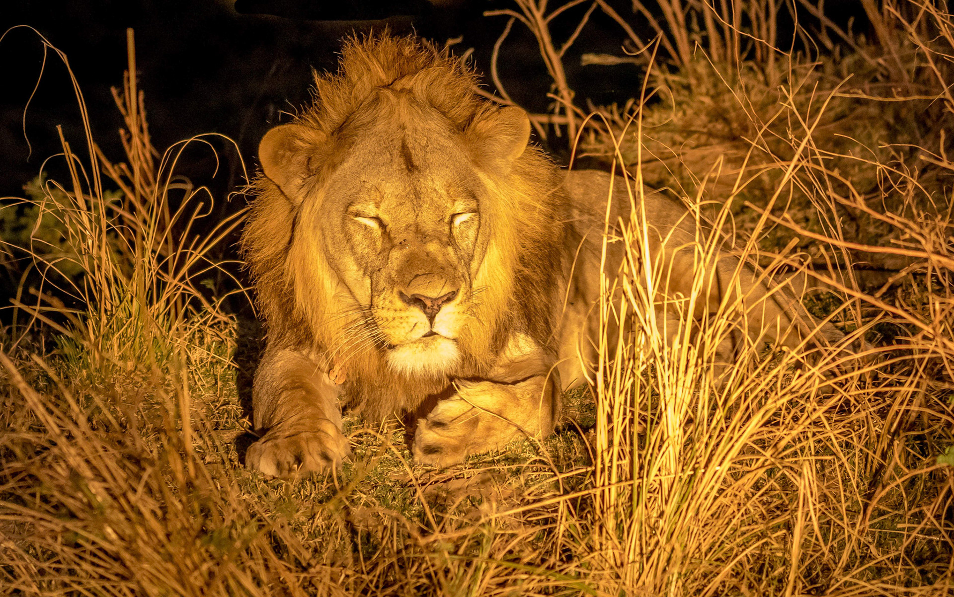 Male Lion, Kafunta Zambia 10/09/17
