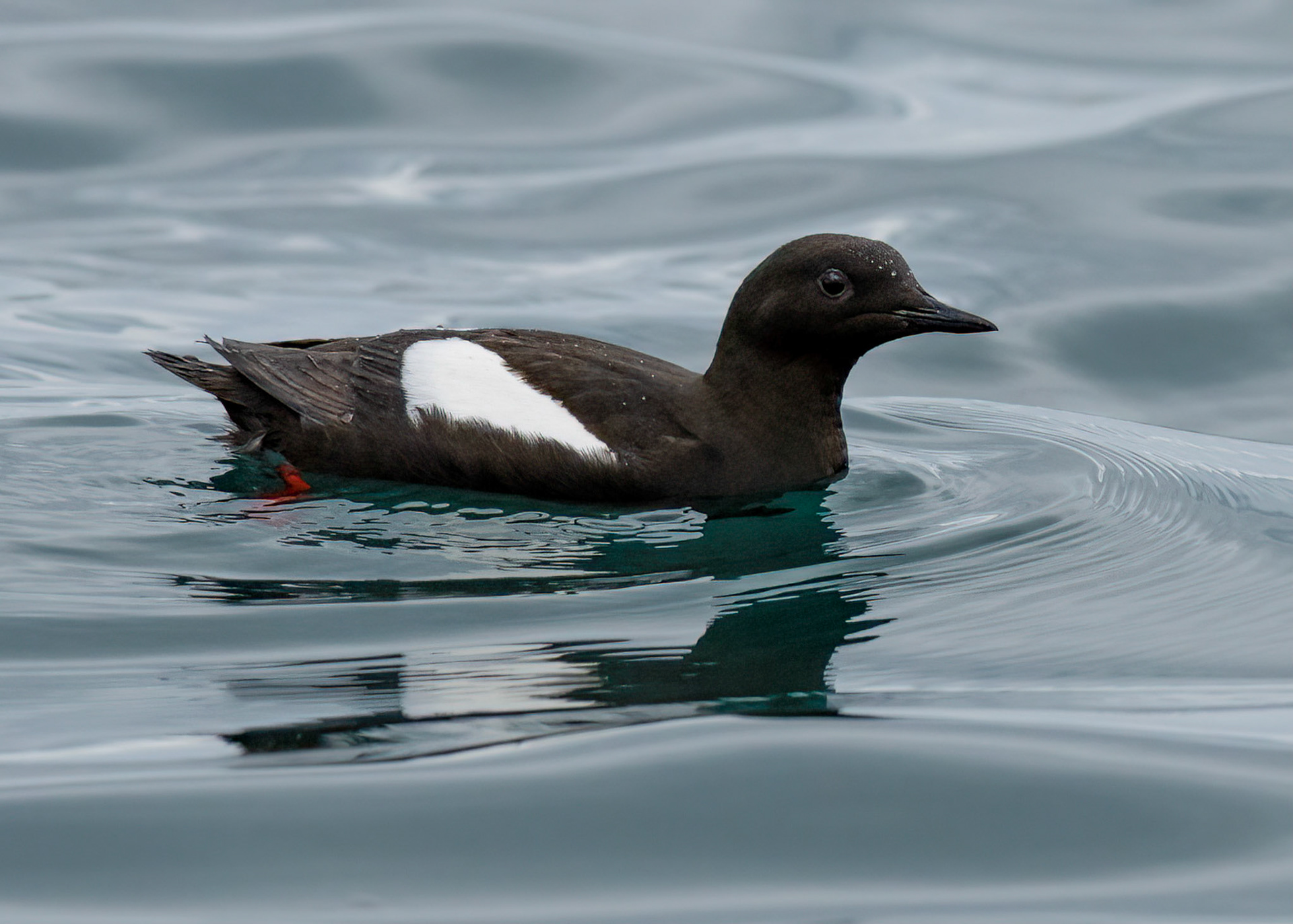 Black Guillemot off Smeerenburg beach, Svalbard. 03-08-2022.