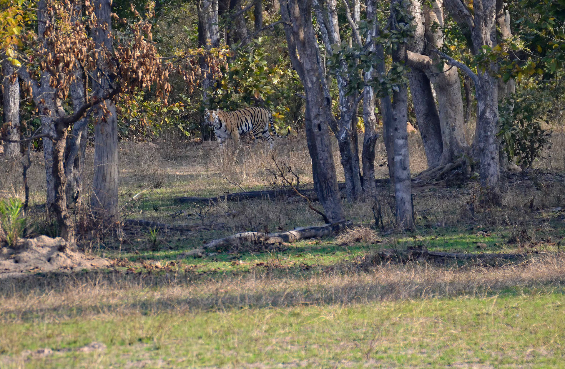 Tigress, Bandhavgarh, Madhya Pradesh India 18/03/14.