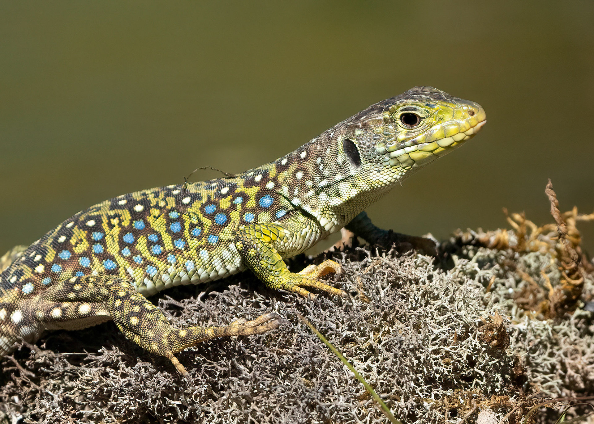 Ocellated Lizard, Adamuz, Andalucia, Spain. 31/05/22.
