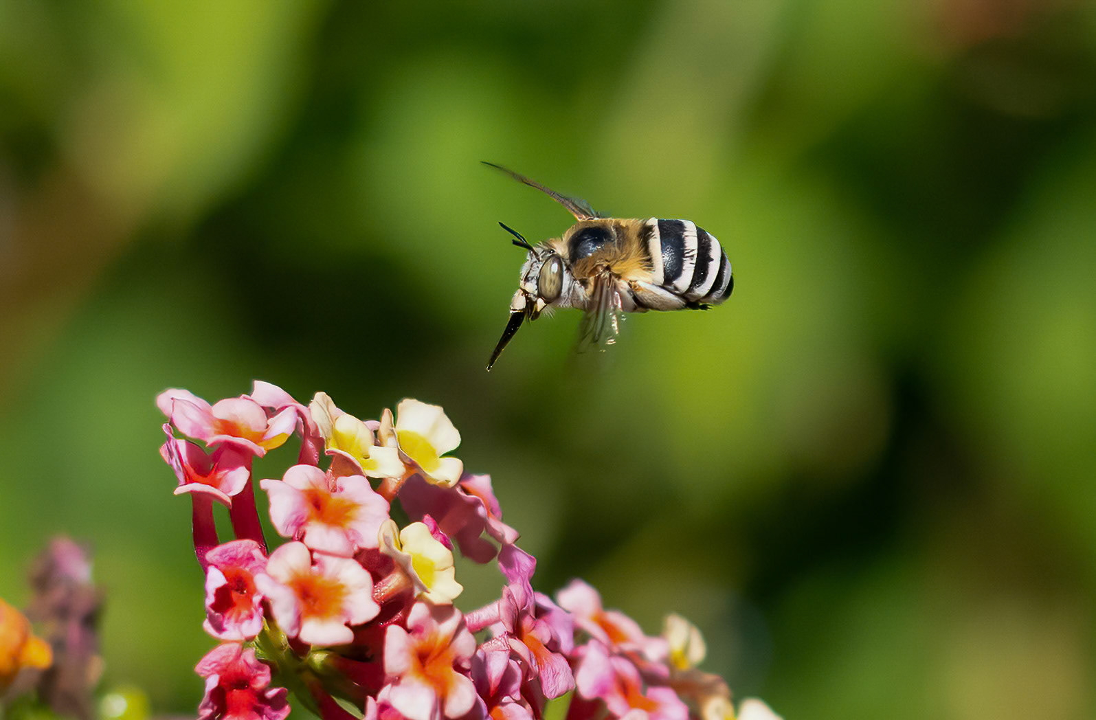 Bee Fly, Villa sp. La Biar, Valencia, Spain. 09/09/22.