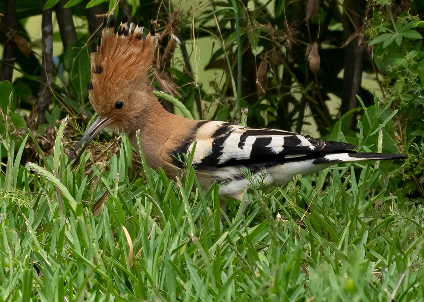 Hoopoe, La Biar, Vanencia, Spain, 15/06/22.