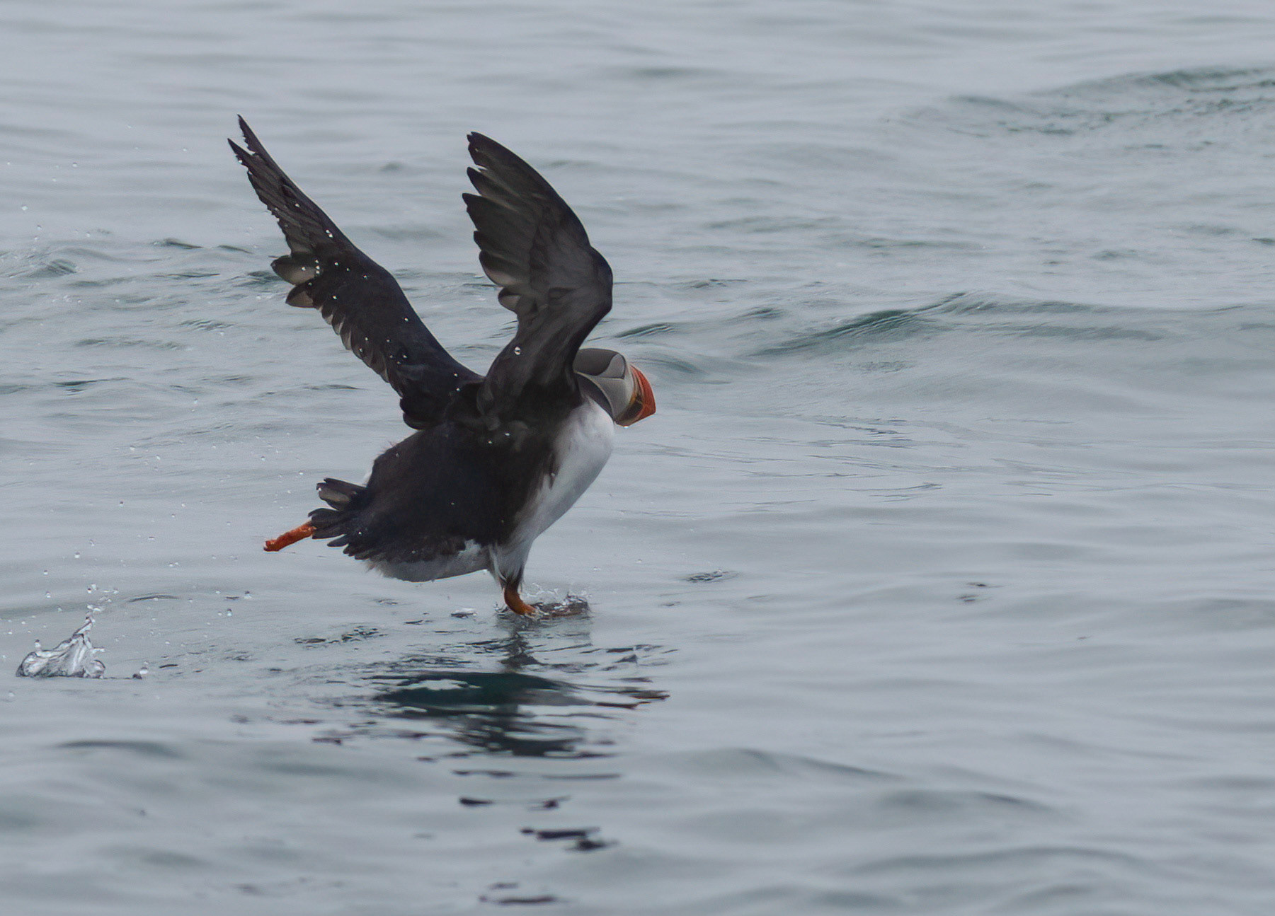 Puffin, Burgerbuktafjorden, Svalbard. 07-08-2022.