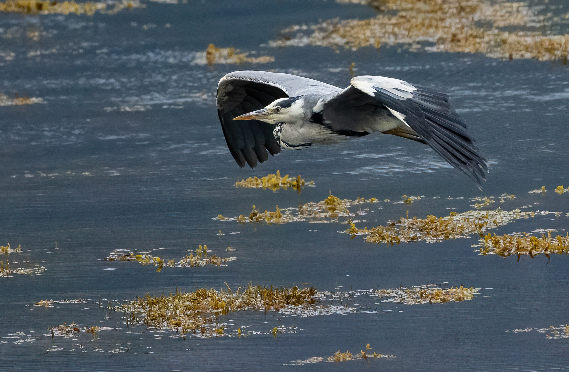 Grey Heron, Loch Na Keal, Mull, Scotland. 05/08/21.