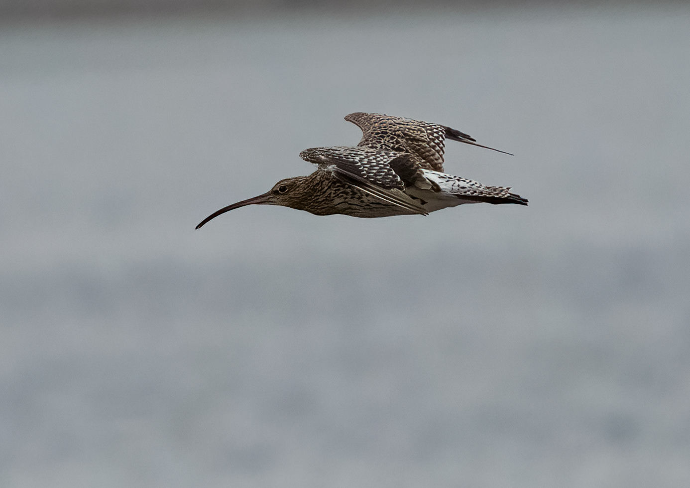 Whimbrel, Loch Na Keal, Mull, Scotland. 05/08/21.