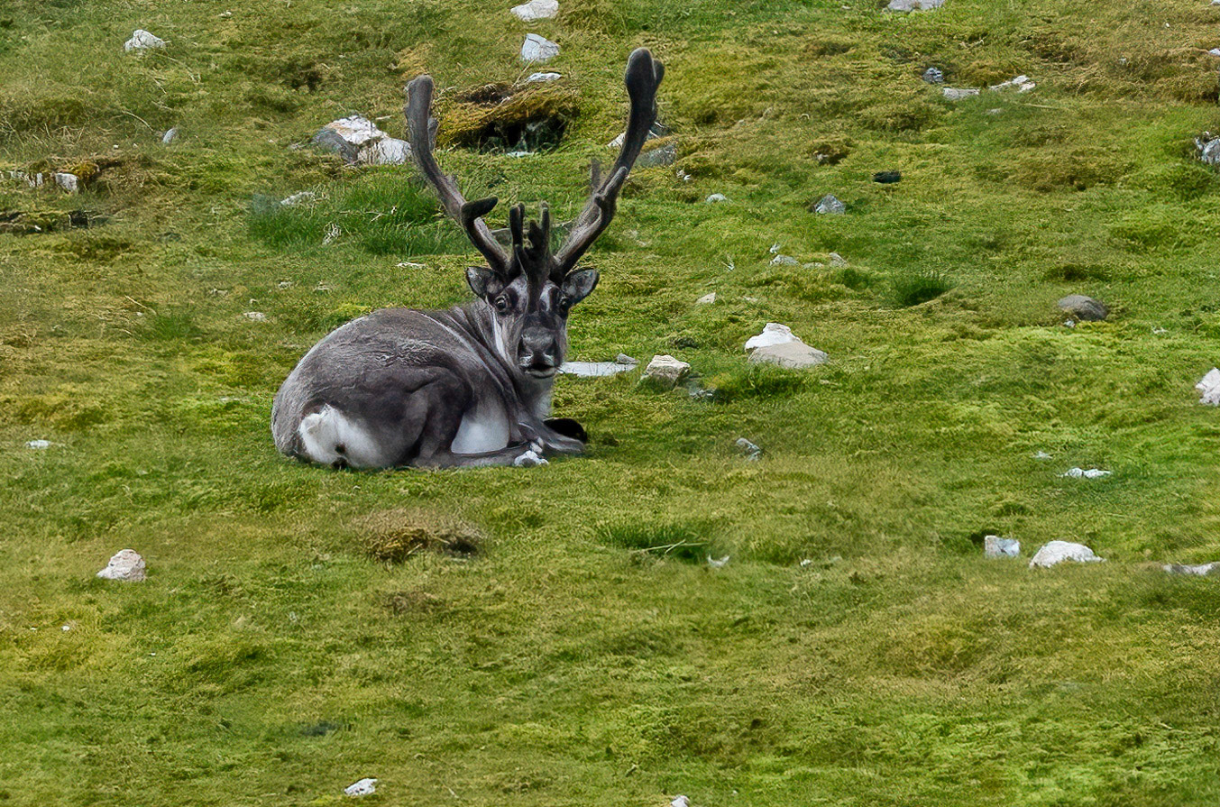 Reindeer, Nathorstland, Svalbard. 09-08-2022.
