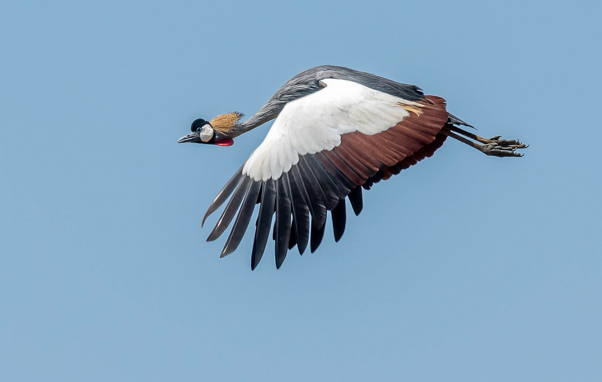 Grey Crowned Crane, Mukambi Zambia 01/09/17