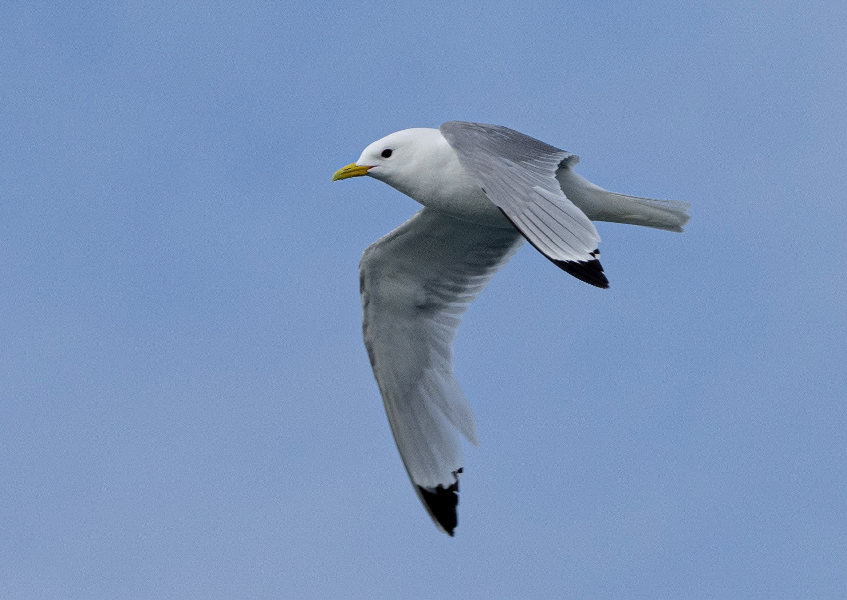 Kittiwake, Mijenfjorden. Svalbard. 08-08-2022.