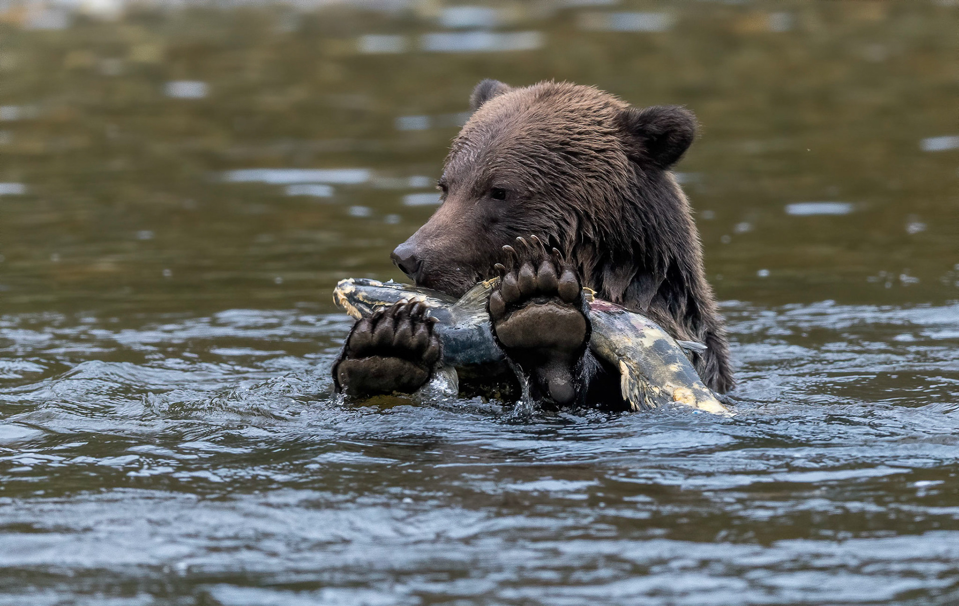 Bear with Chum. Nekite river B.C. 24/09/18