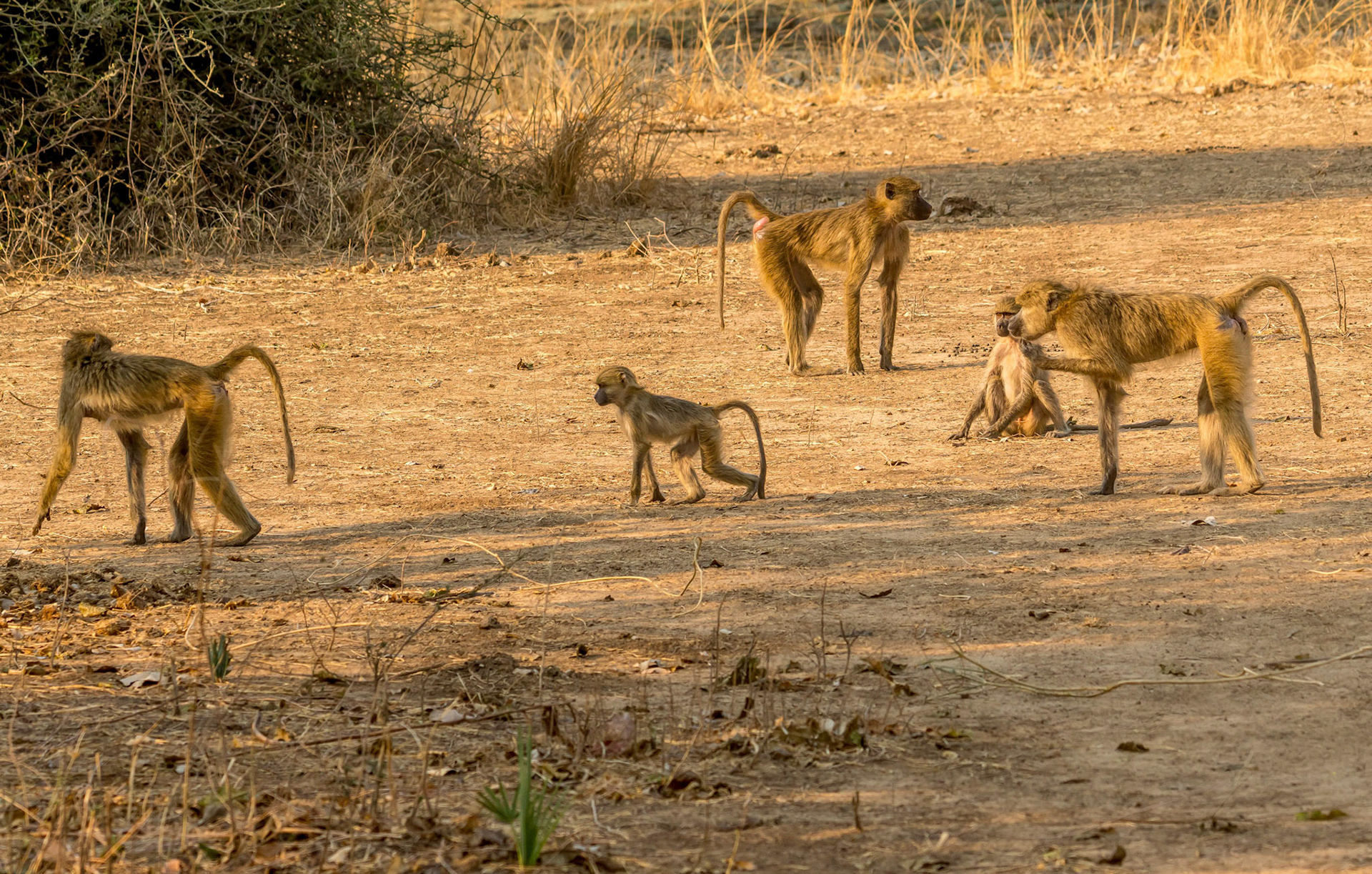 Yellow Baboons, Kafunta Zambia 10/09/17