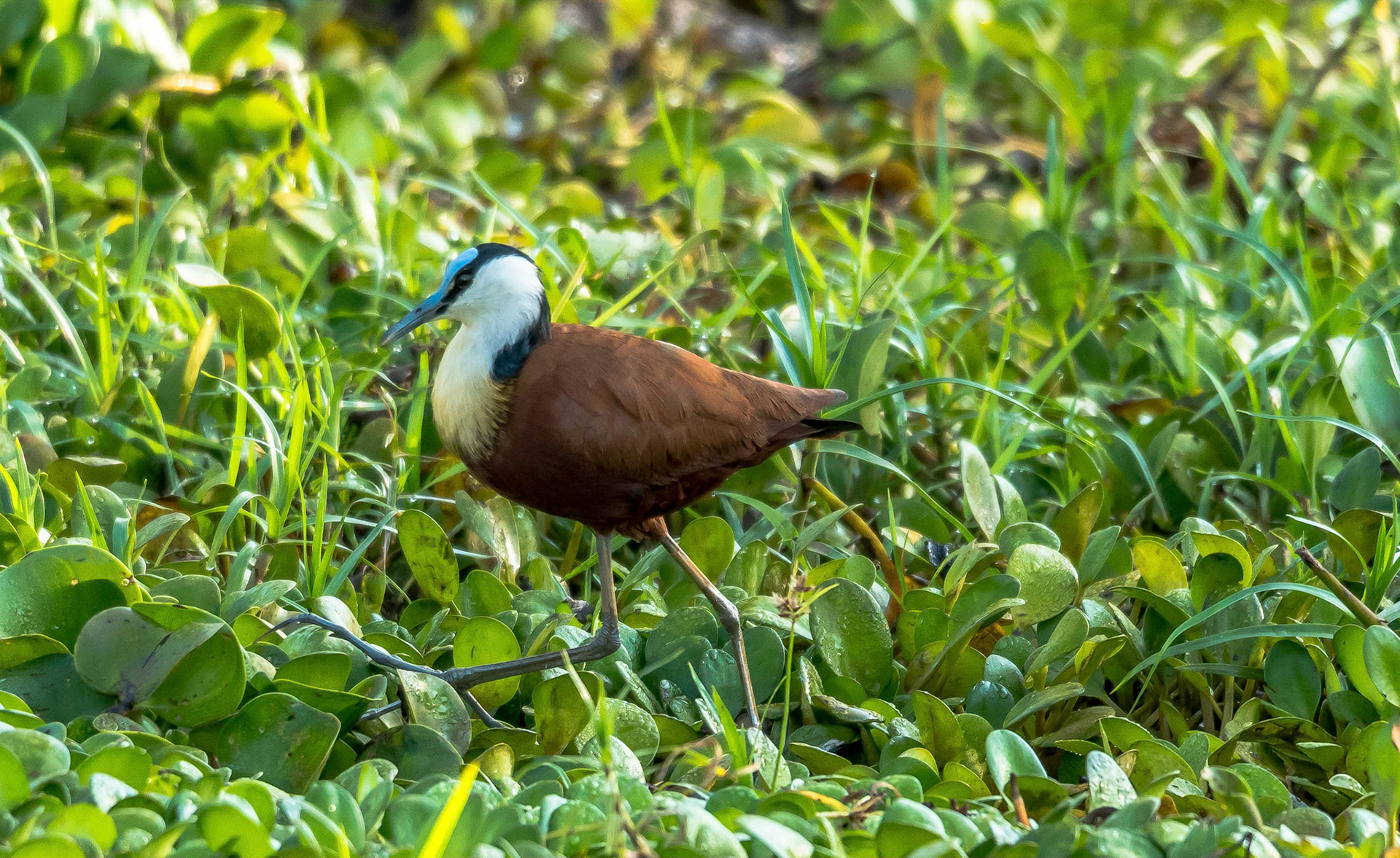 African Jacana, Chongwe Zambia 05/09/17