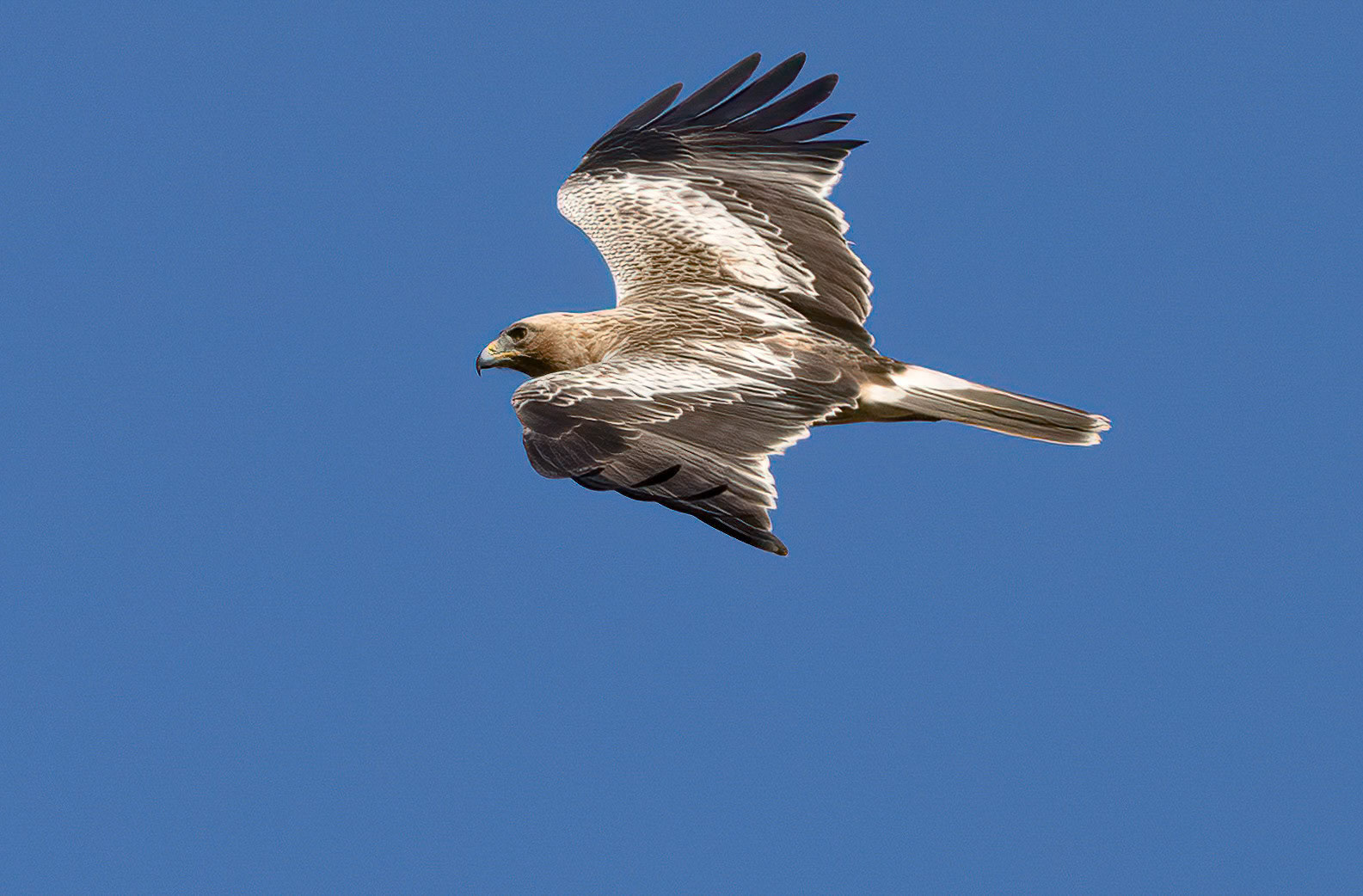 Booted Eagle, dark phase, Pego Marshes, Valencia, Spain.18-01-23.