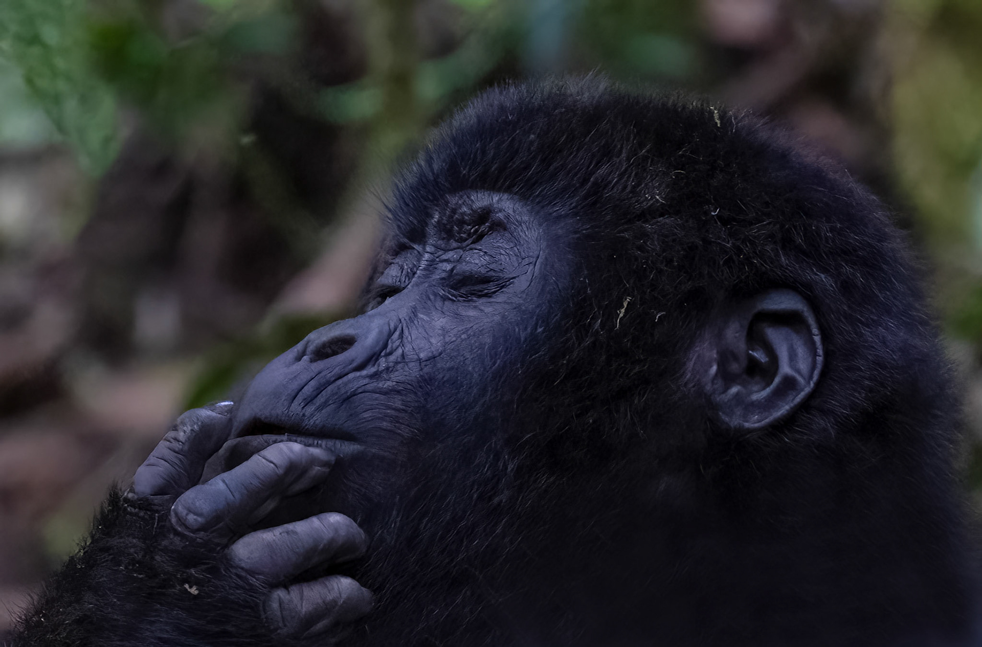 Contemplation ? Female adult, Katwe Gorilla Family, Bwindi NP. Uganda. 05-08-23.