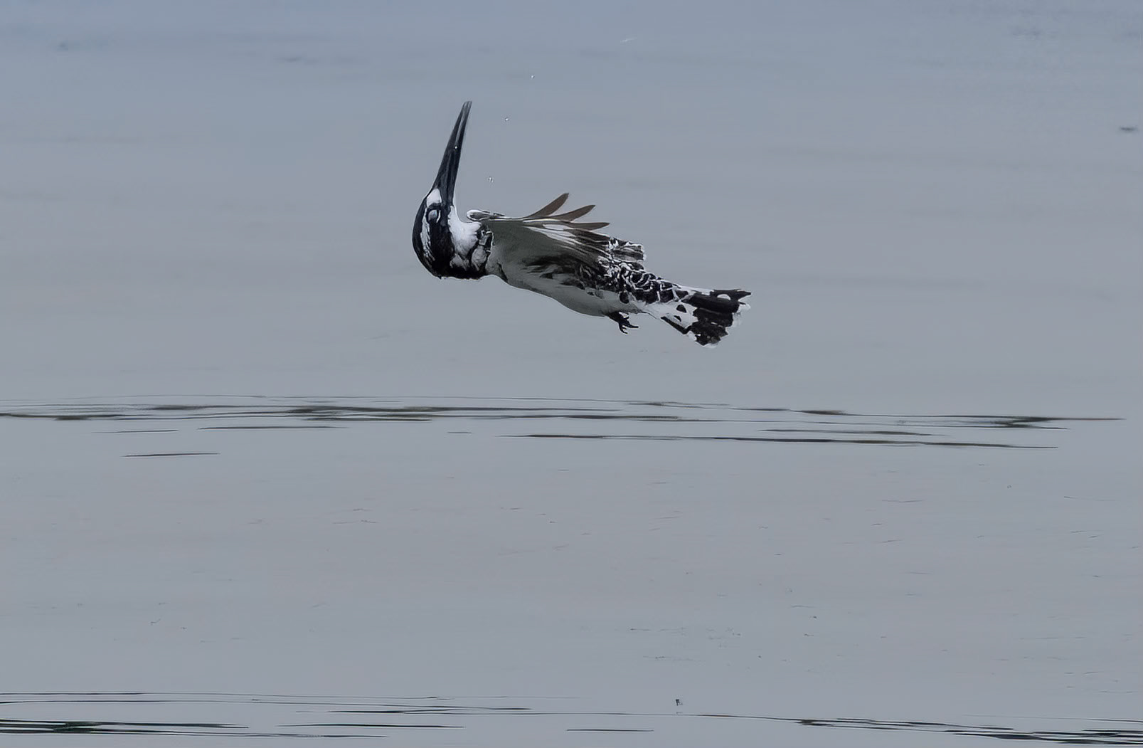 Pied Kingfisher (with head inverted to check for predators) Kazinga Channel at Katunguru, Uganda. 04-08-23.