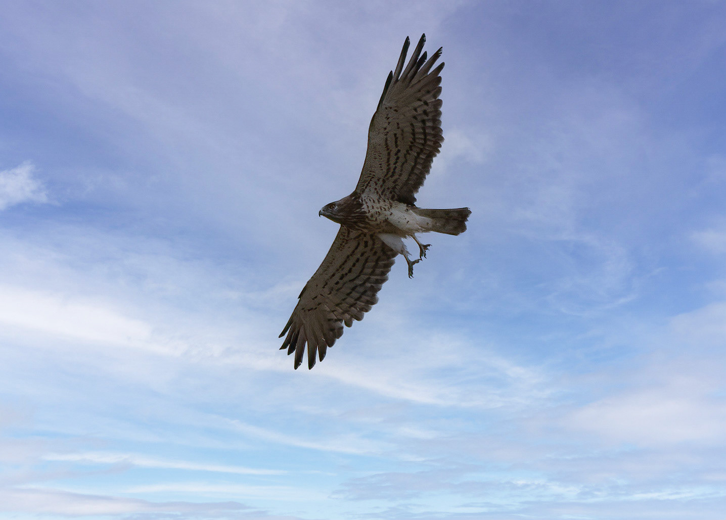 Short-toed Snake Eagle, La Biar, Valencia, Spain. 07/07/22.