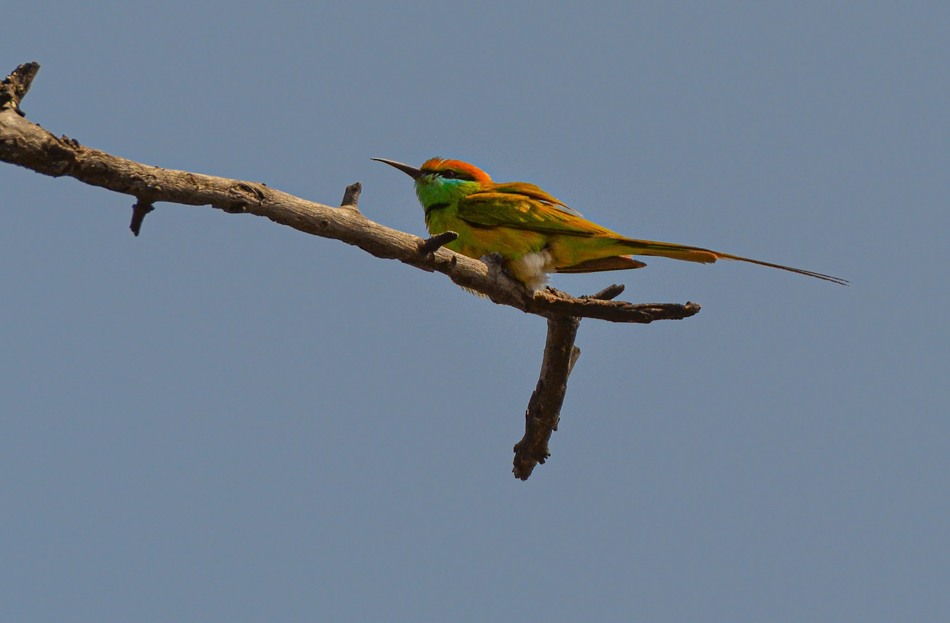 Green Bee-eater, Sultanpur NP, Haryana India 08/03/14.